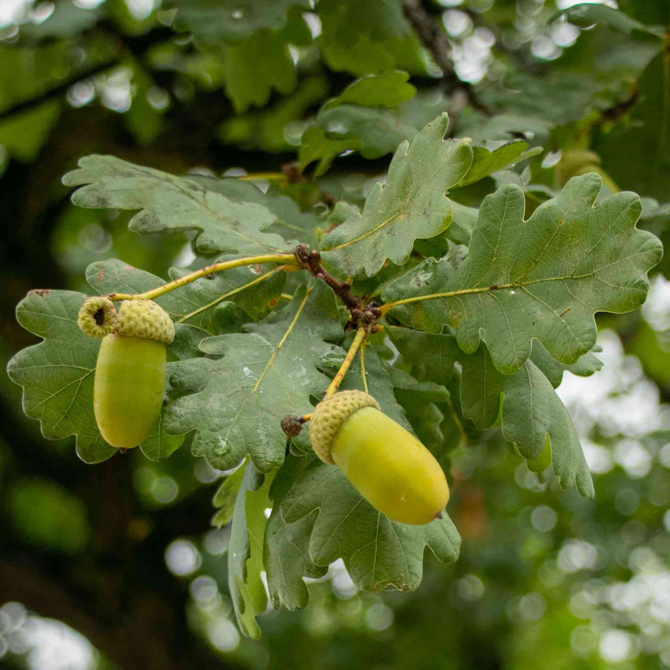 Sherwood Forest English Oak