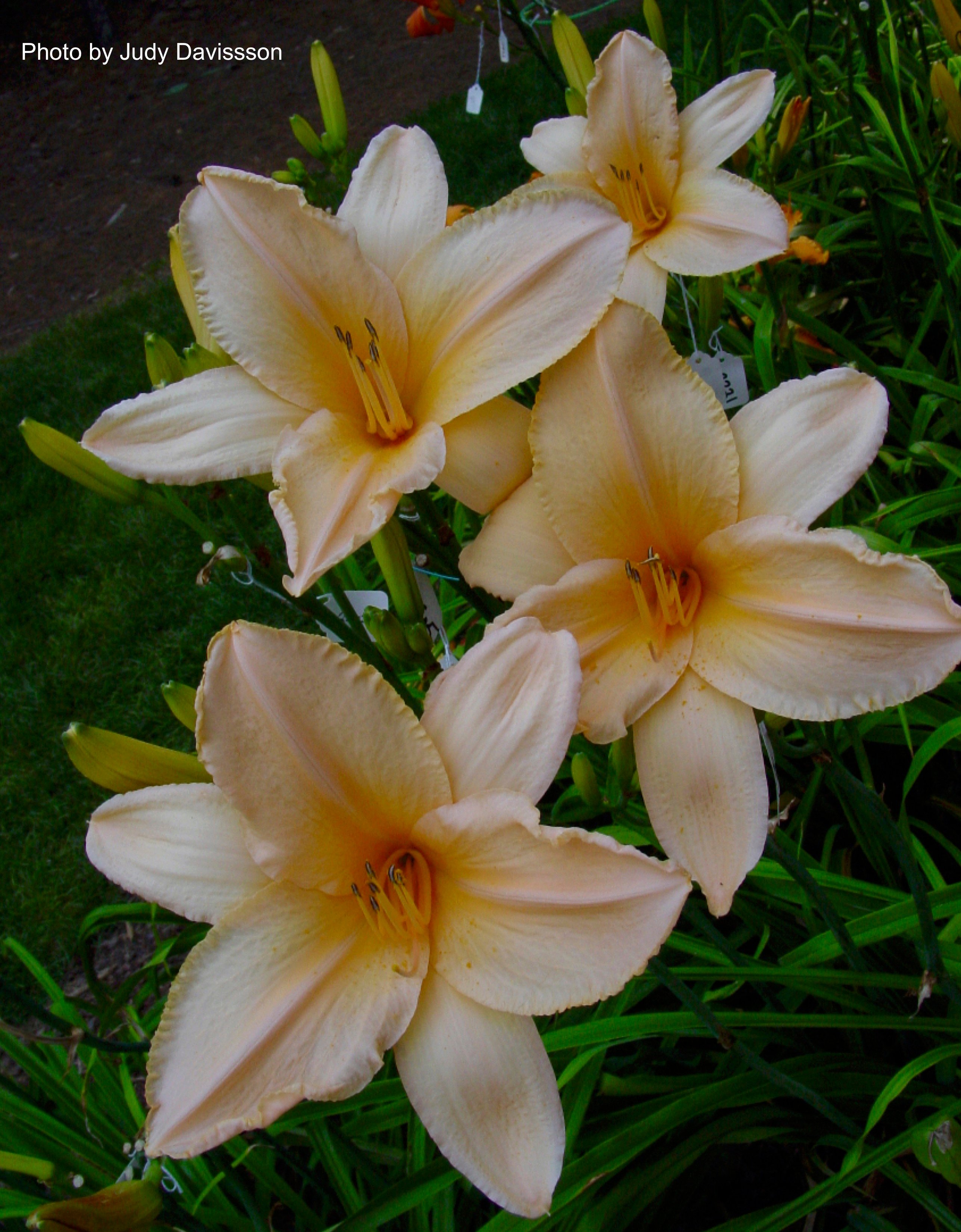 Al's Peach Tower, a peach colored daylily cultivar