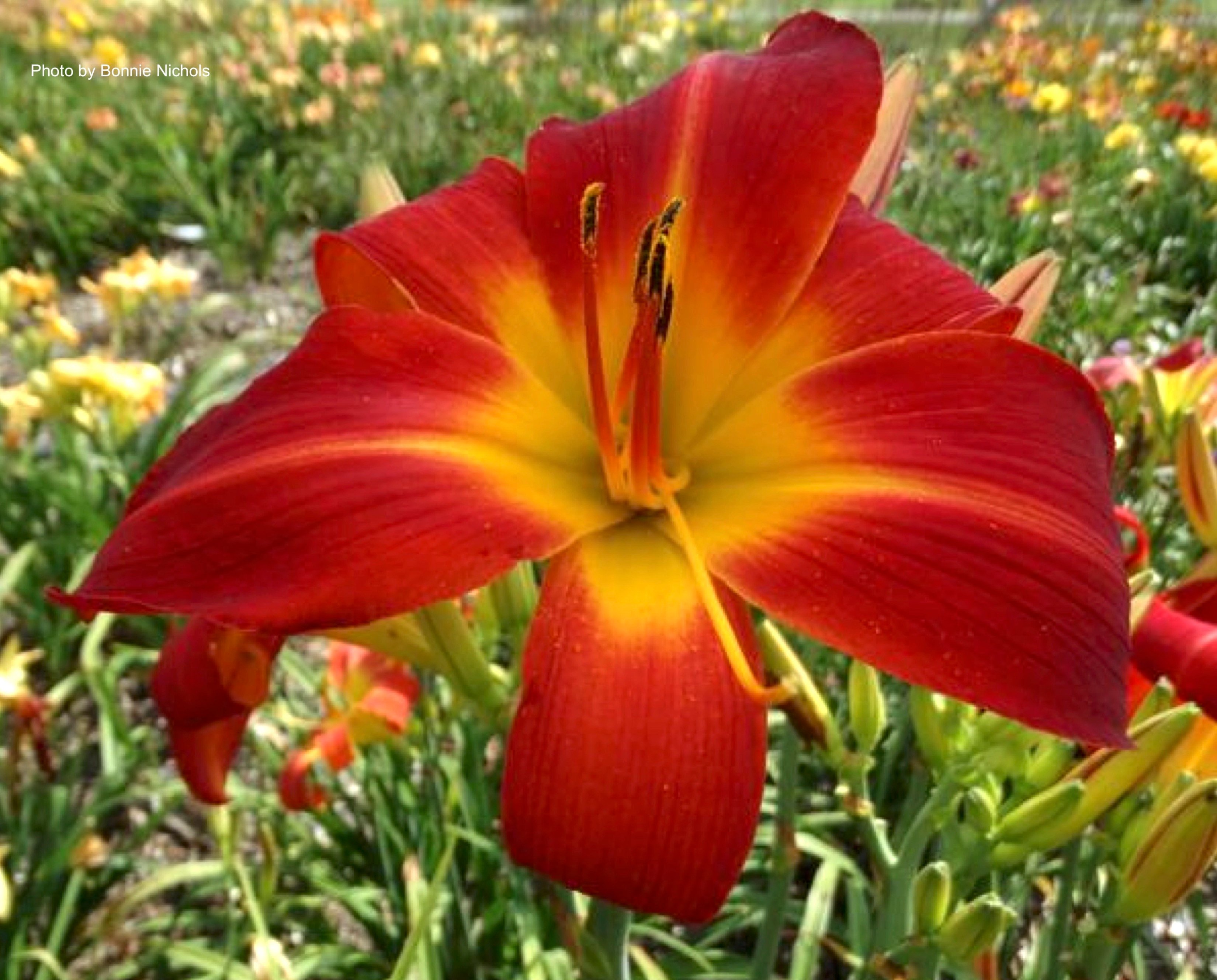 Al's Red Tower, a red daylily cultivar