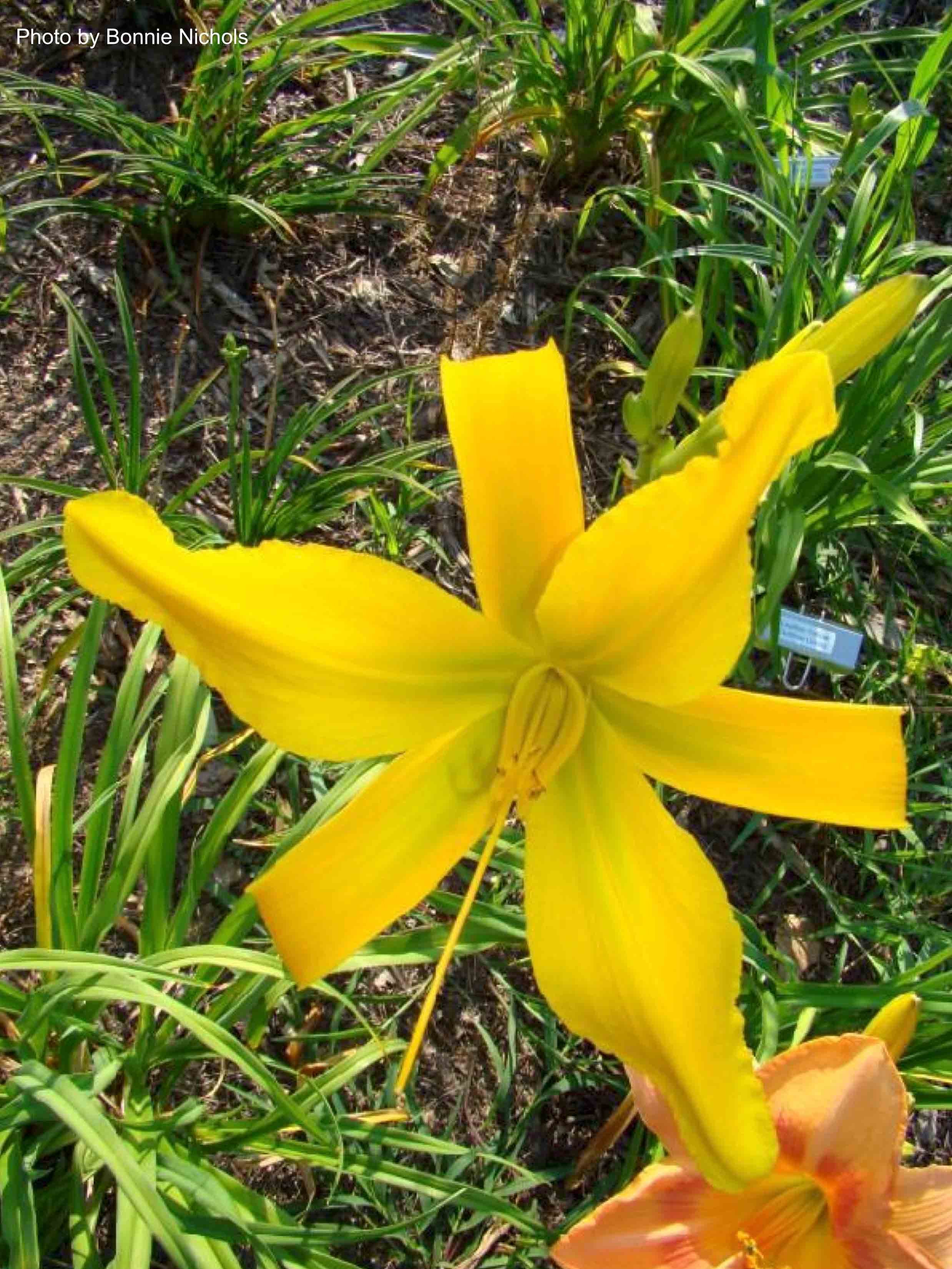 Al Goldner Daylily