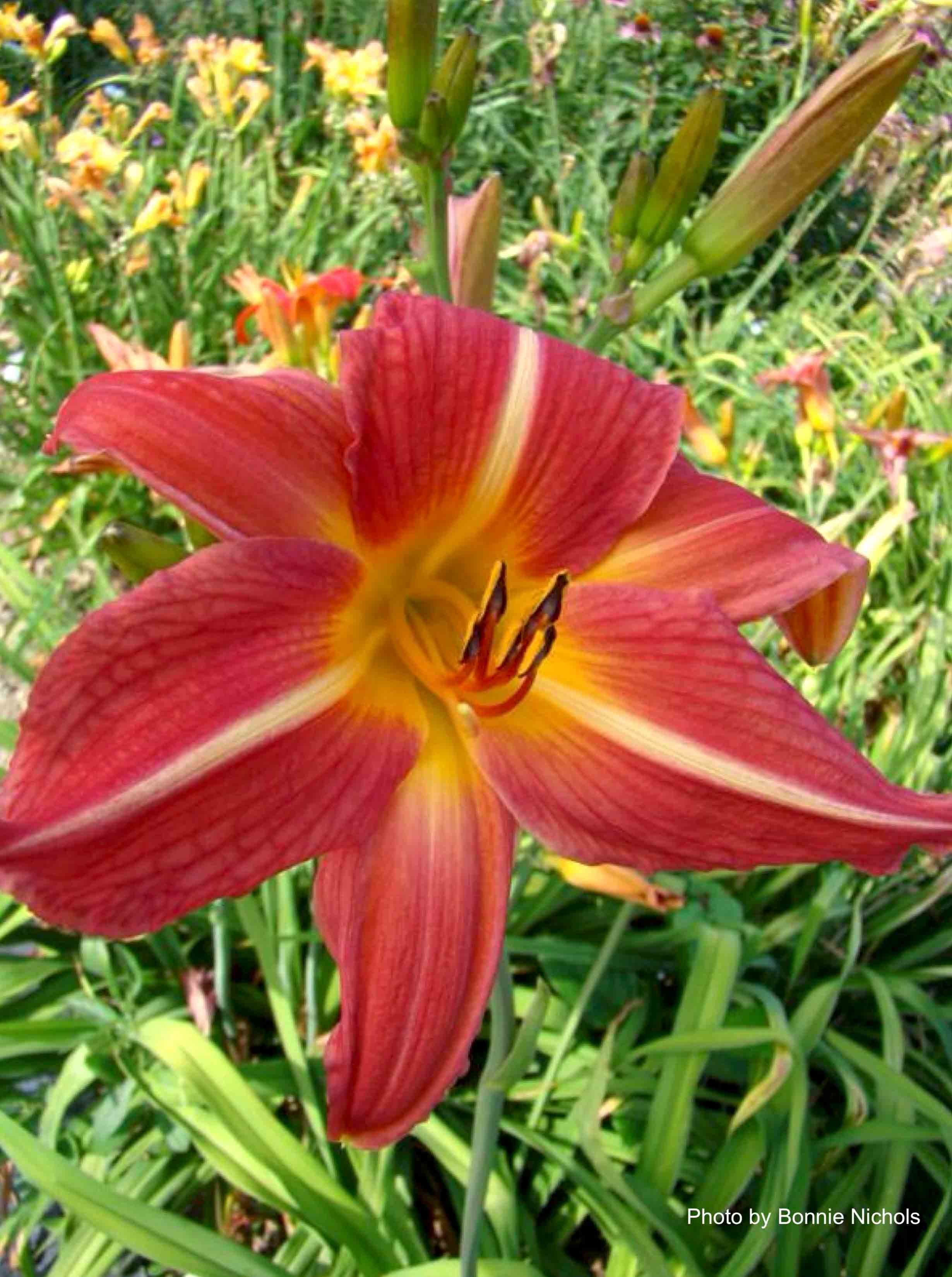 Al Goldner Daylily
