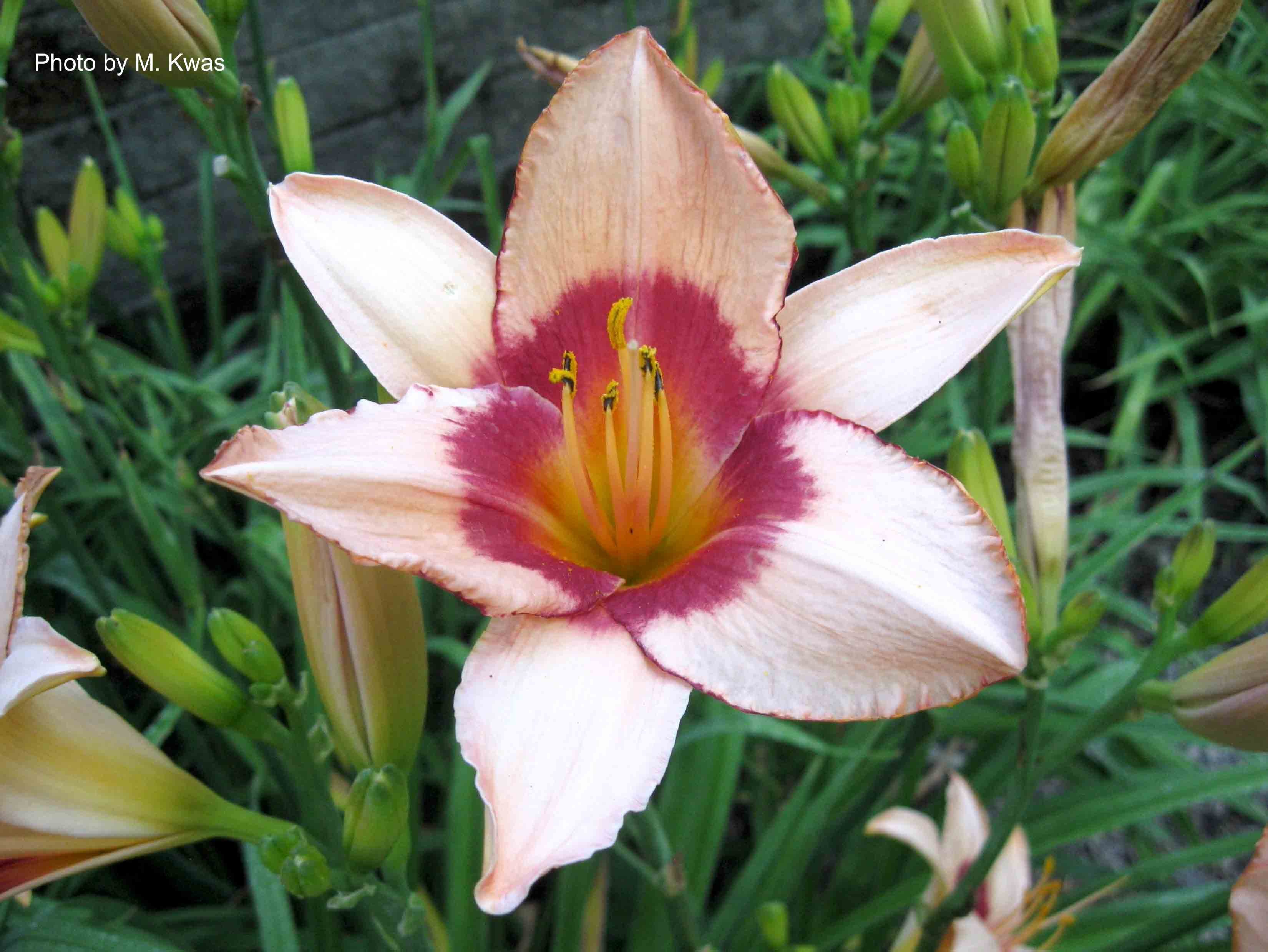 Al Goldner Daylily