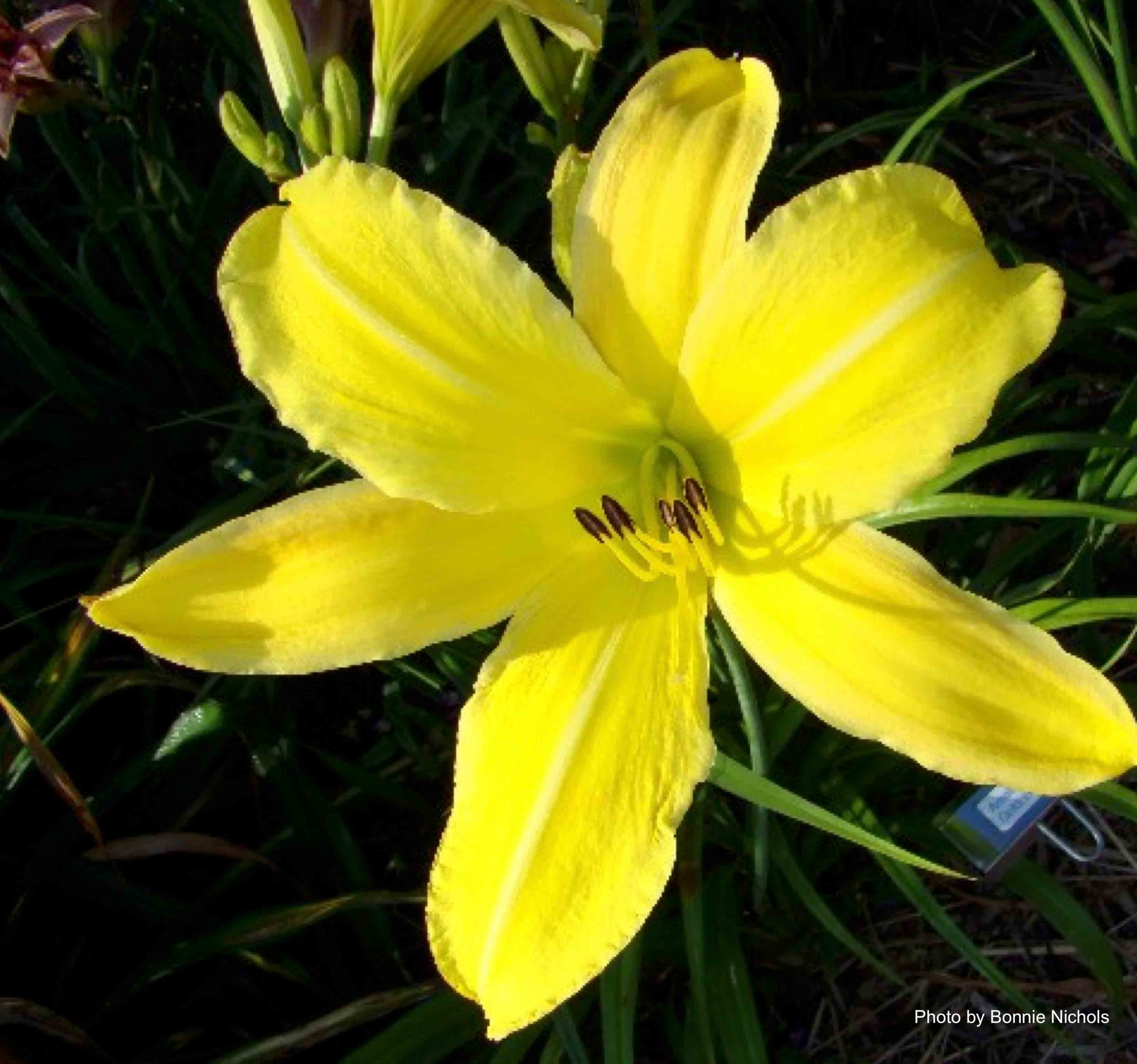 Al Goldner Daylily