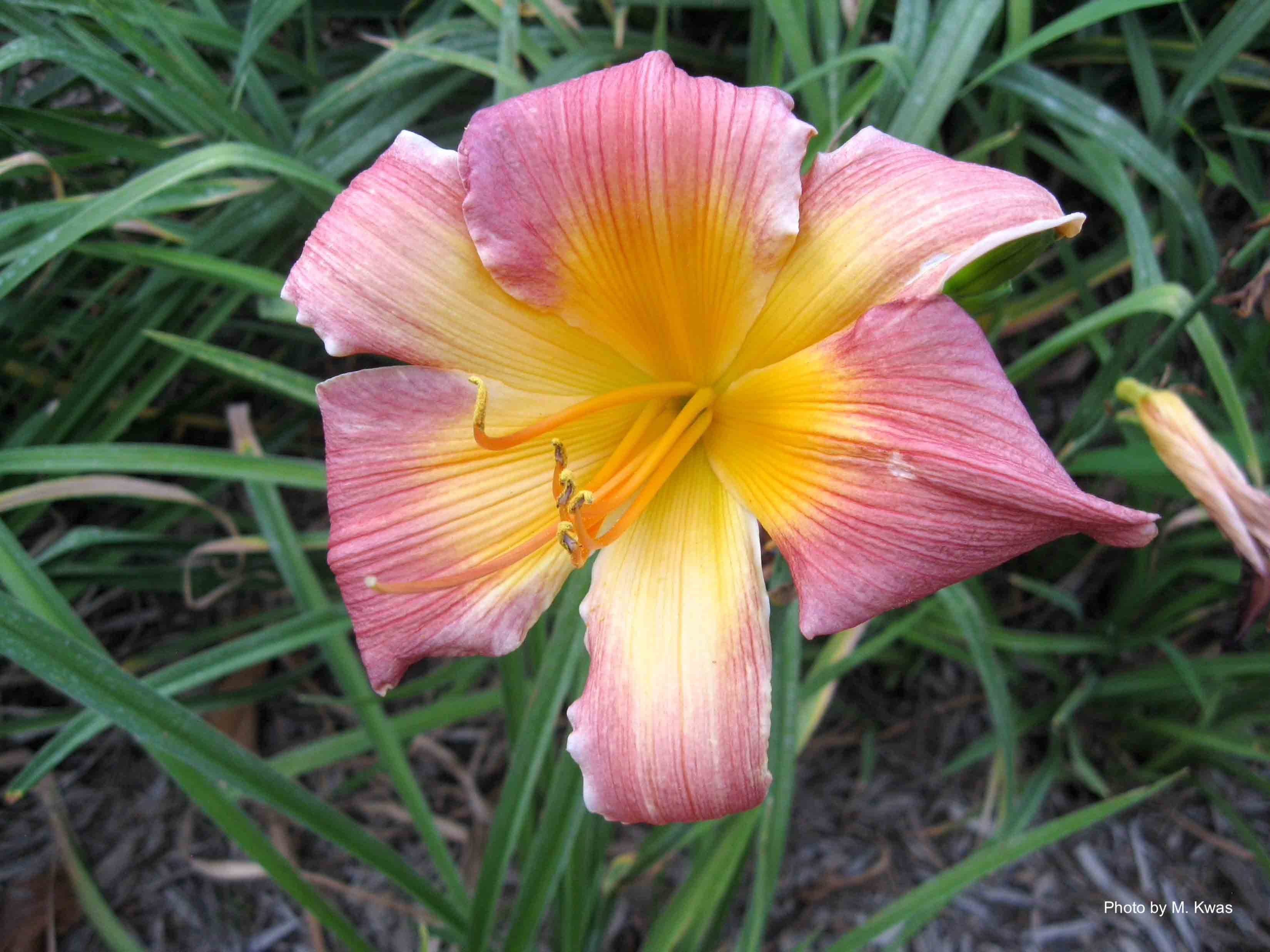 Al Goldner Daylily