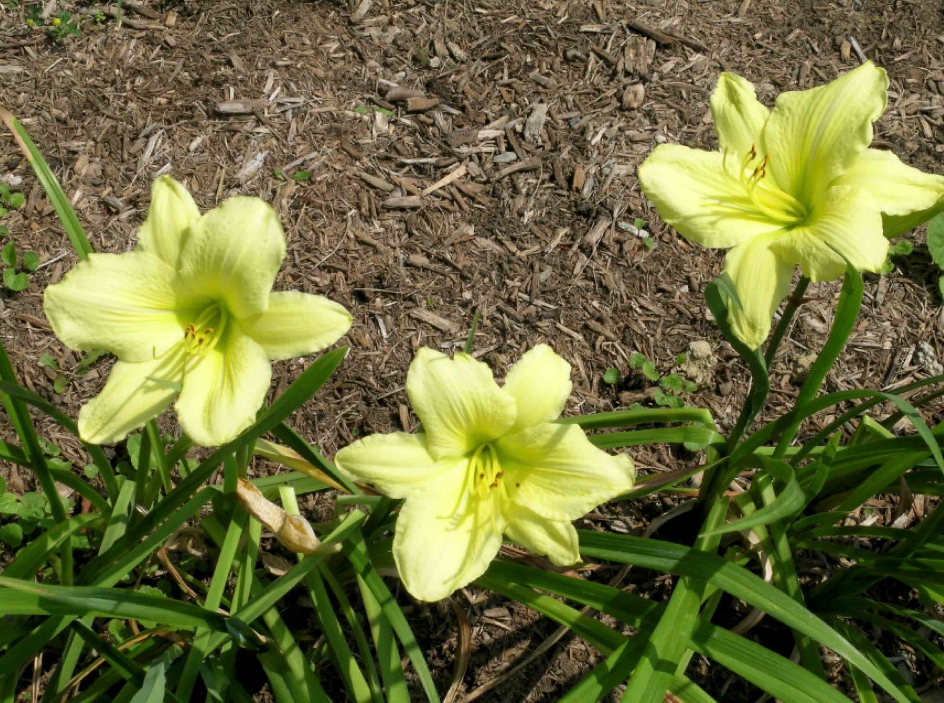 Al Goldner daylily