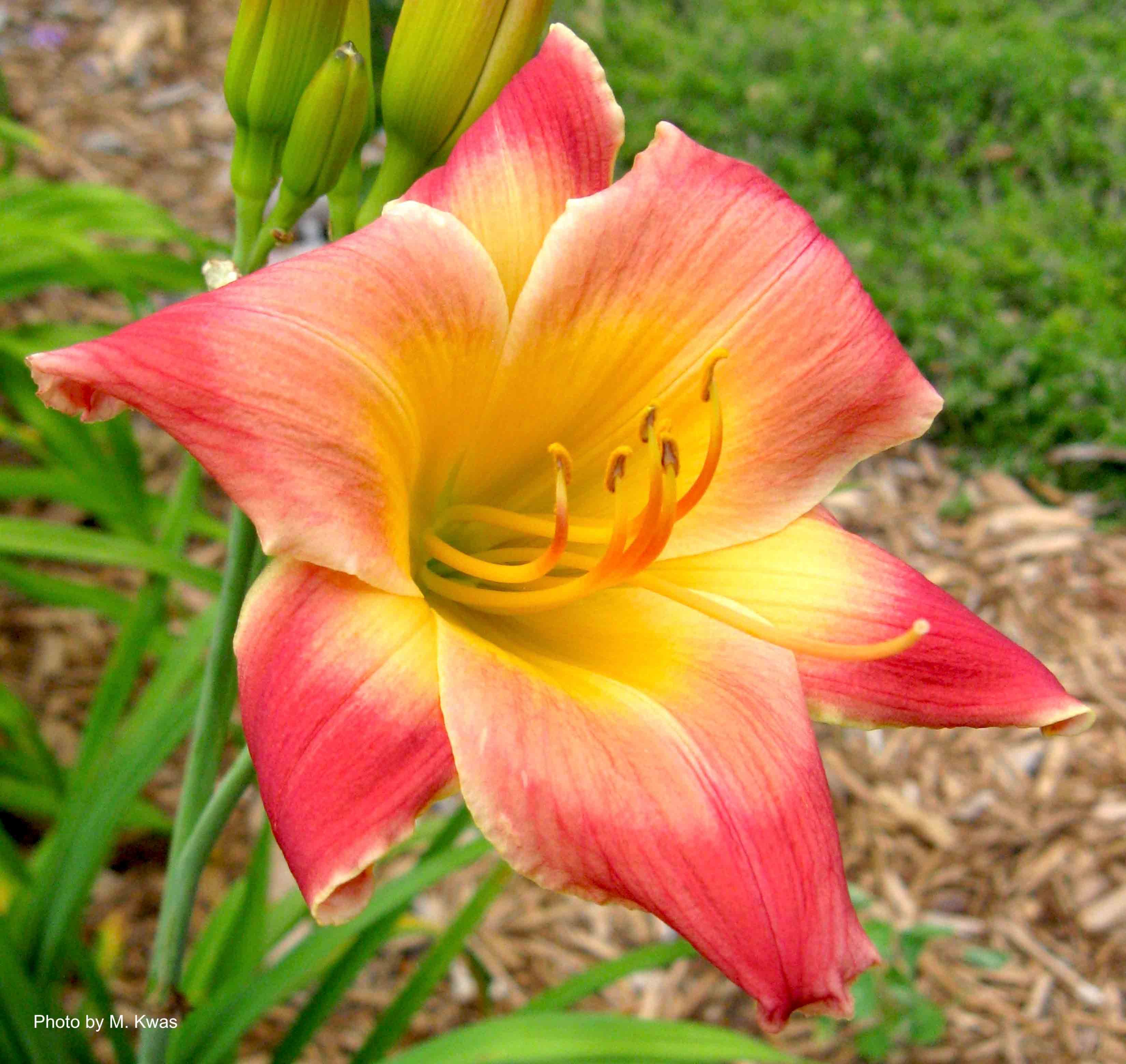 Al Goldner daylily