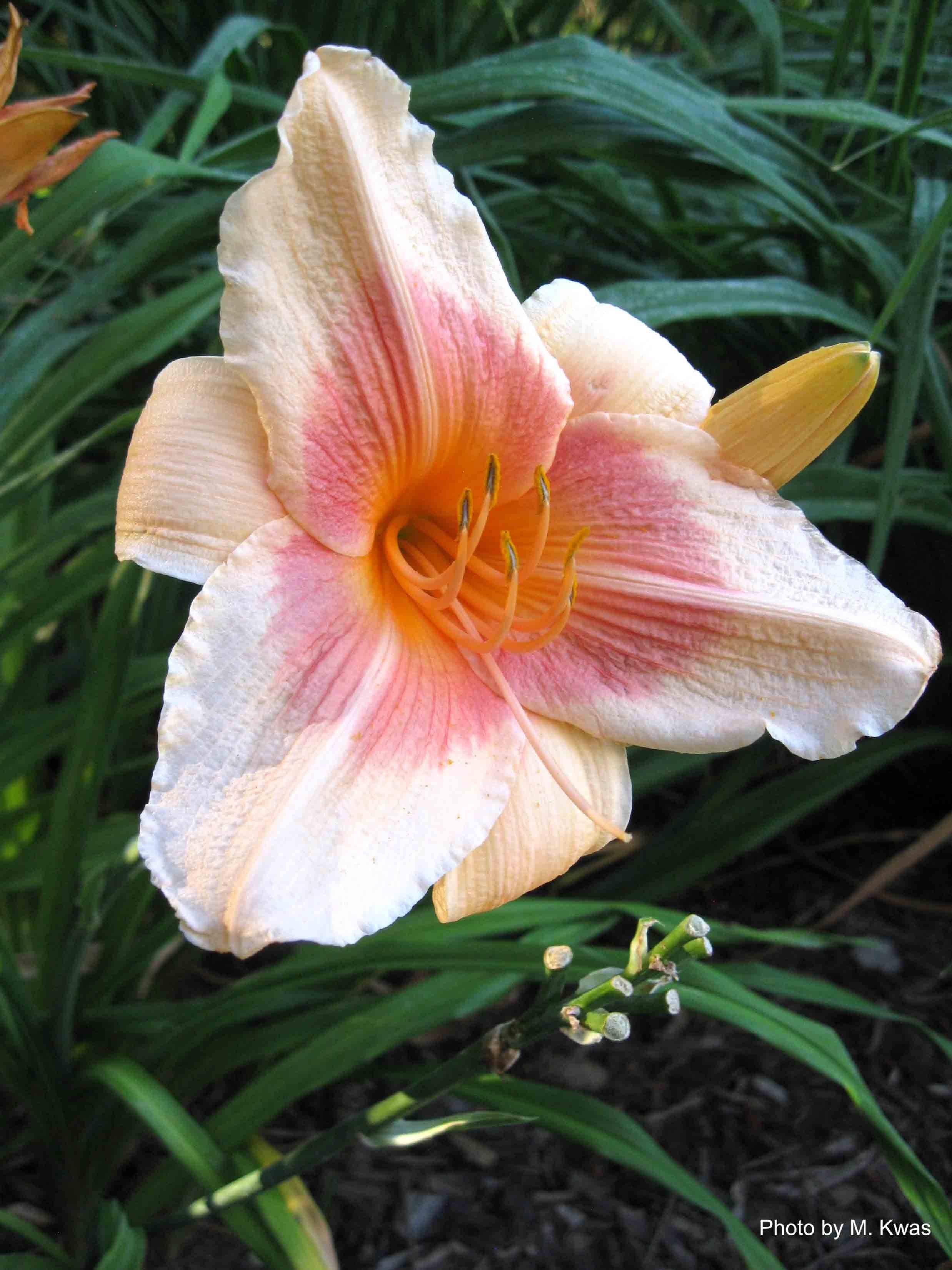 Al Goldner daylily
