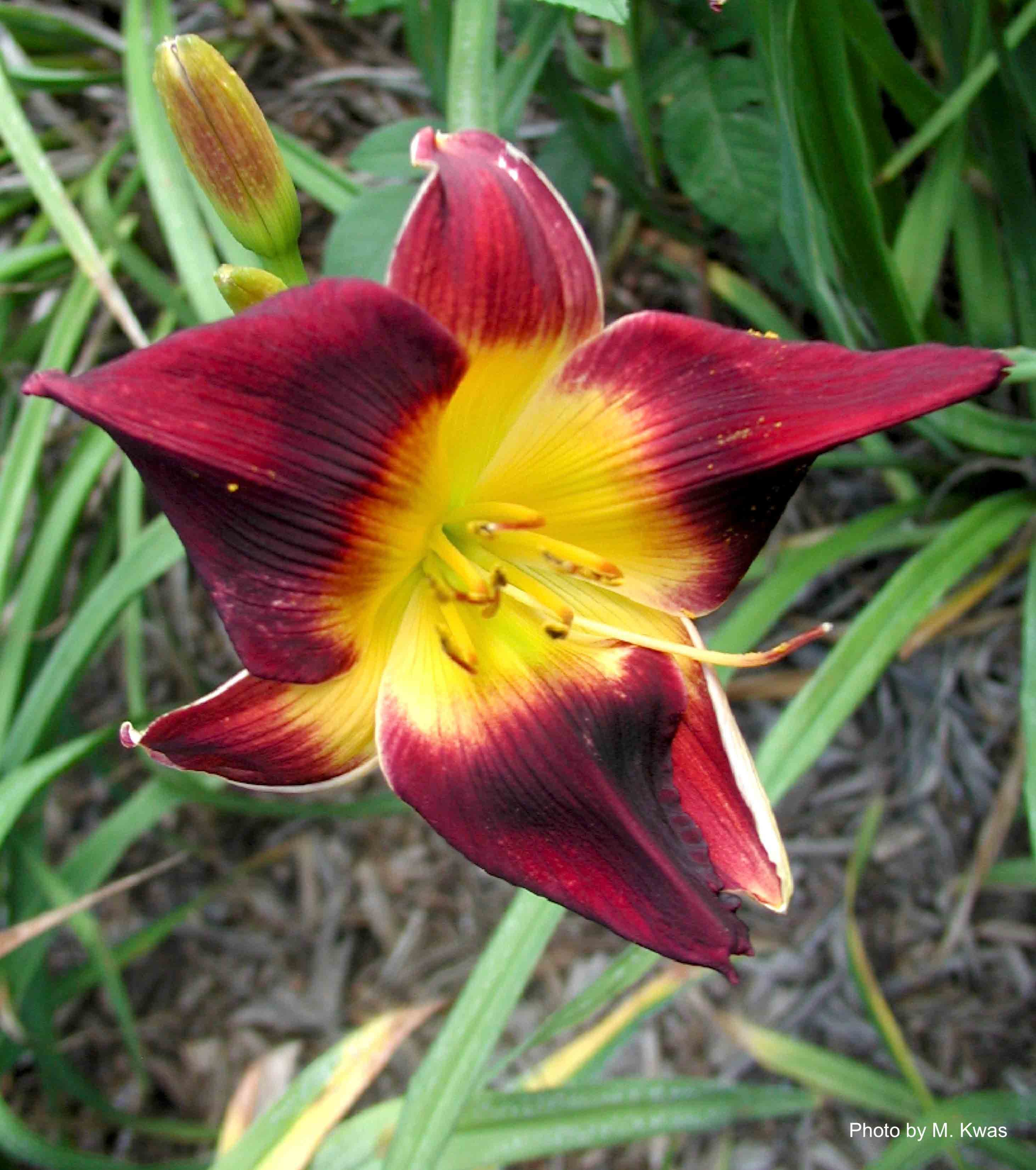 Al Goldner daylily