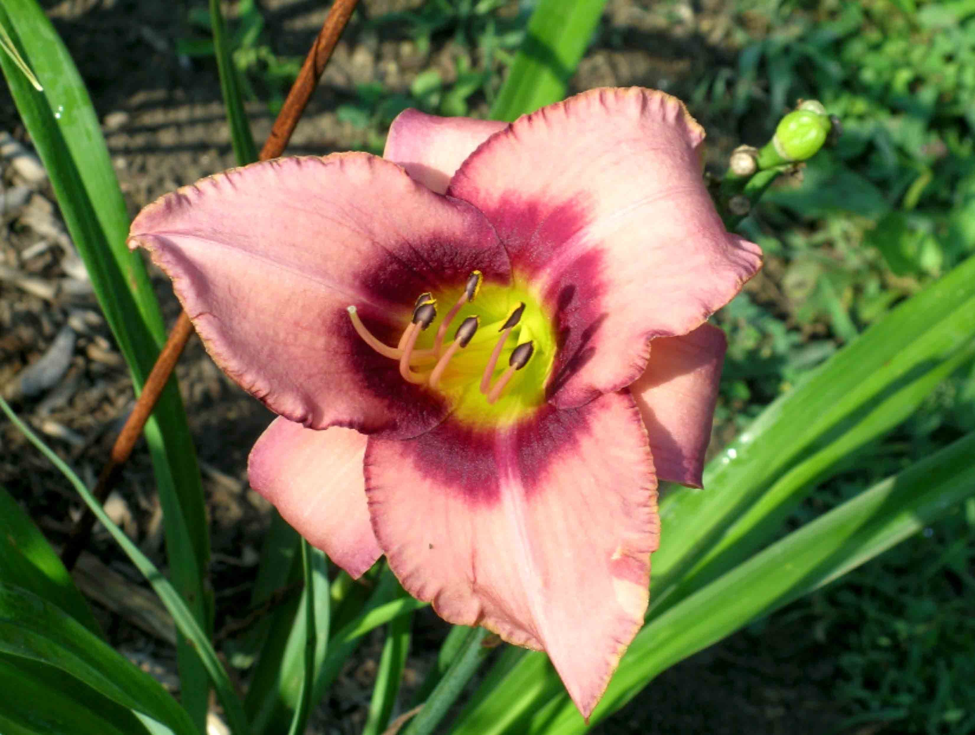 Al Goldner daylily