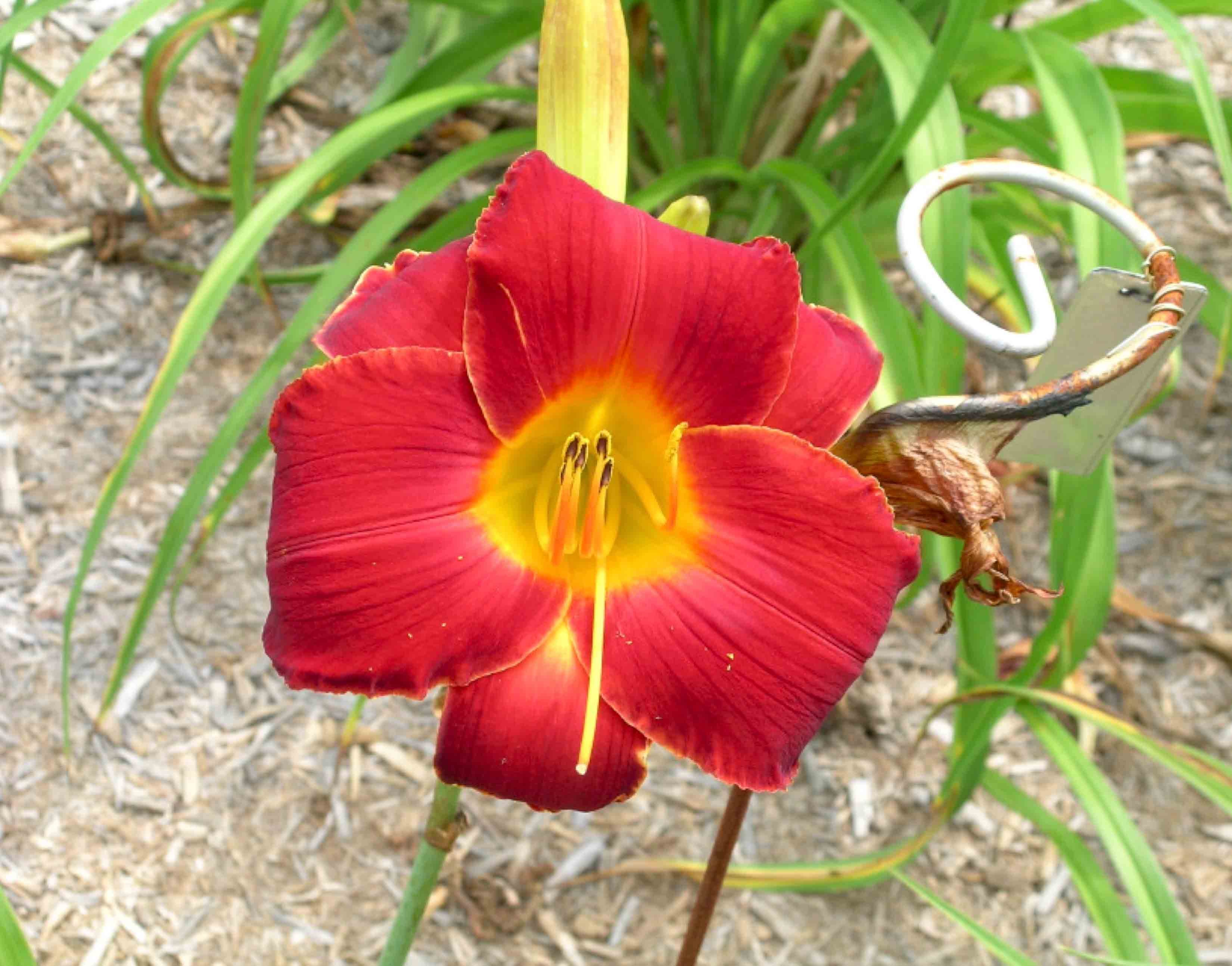 Al Goldner daylily