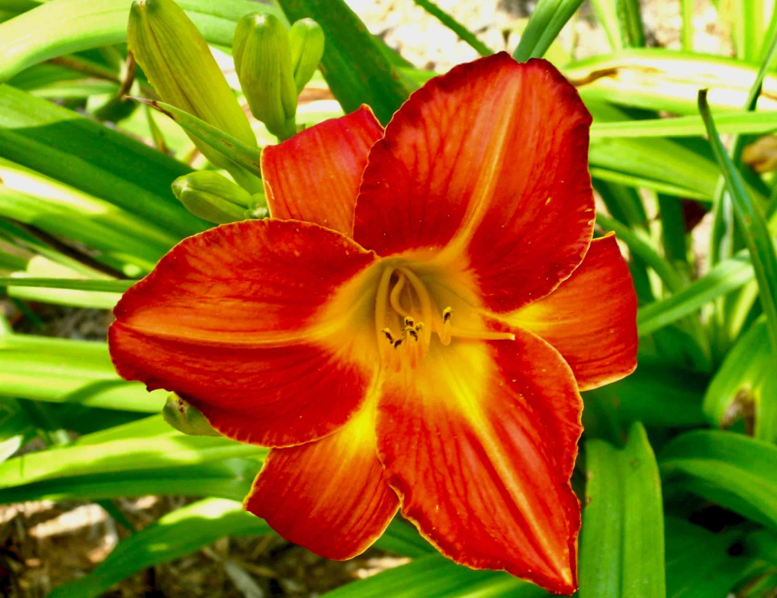 Al Goldner daylily