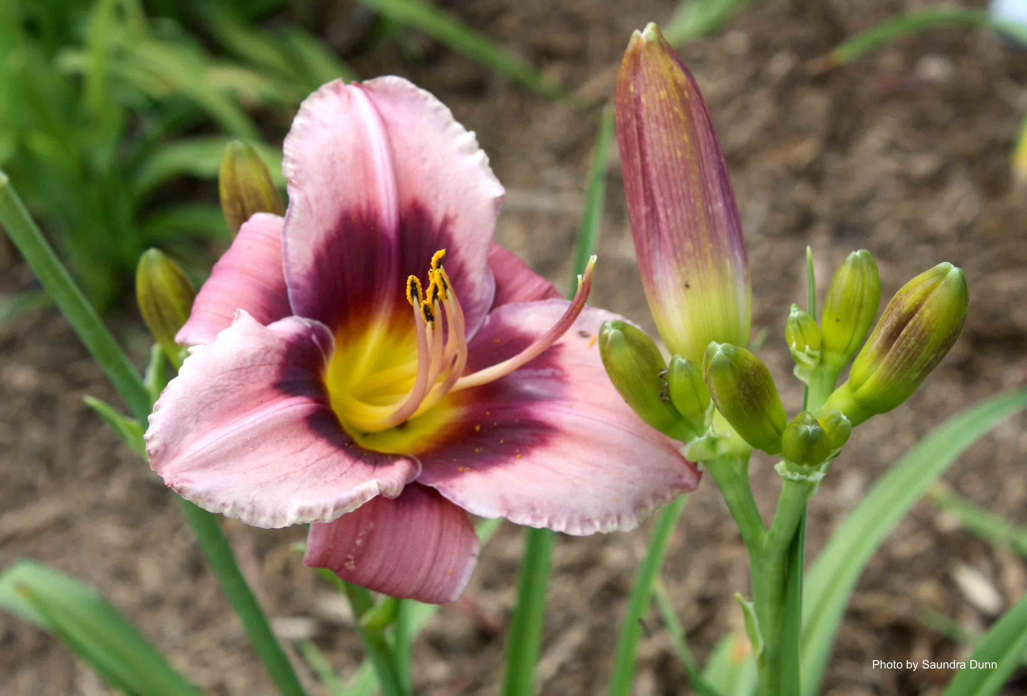 Al Goldner daylily