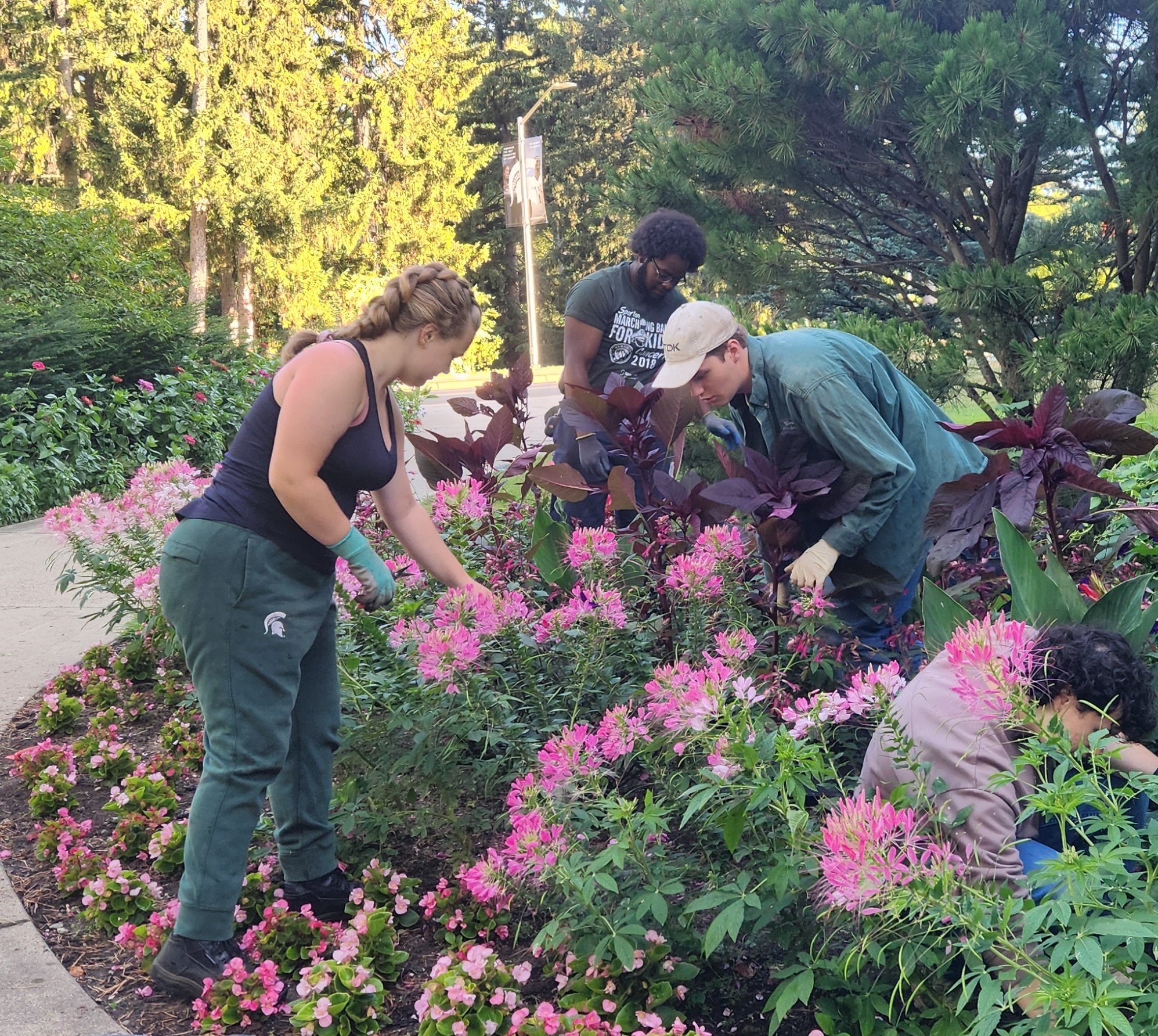 three college-age students, two men and one woman, working in a garden bed full of pink flowers