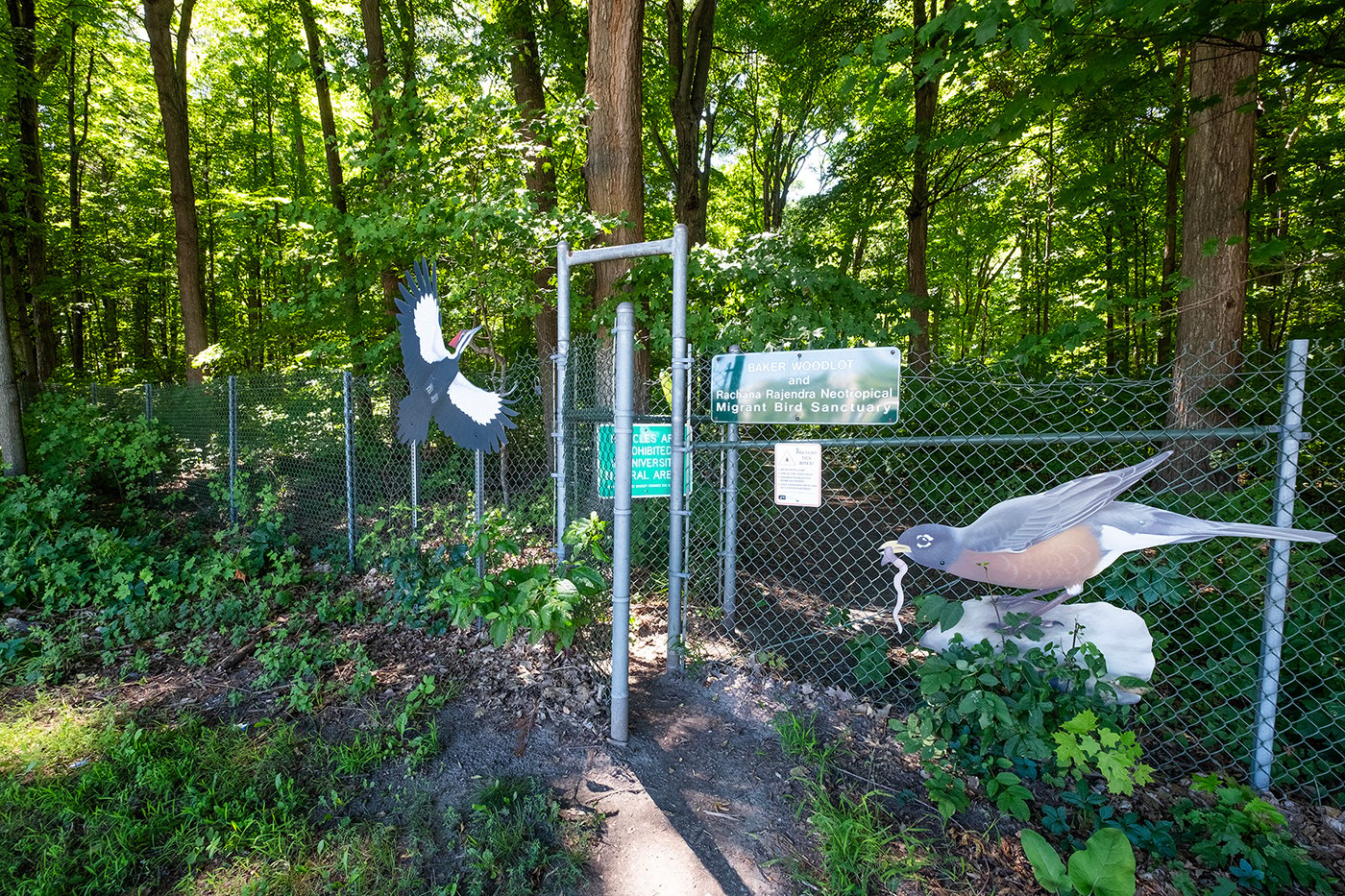 chain link fence with large bird signs marking the entrance to a forest