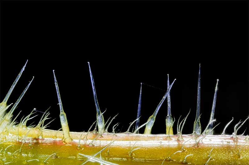 spines on a plant stem seen through a microscope