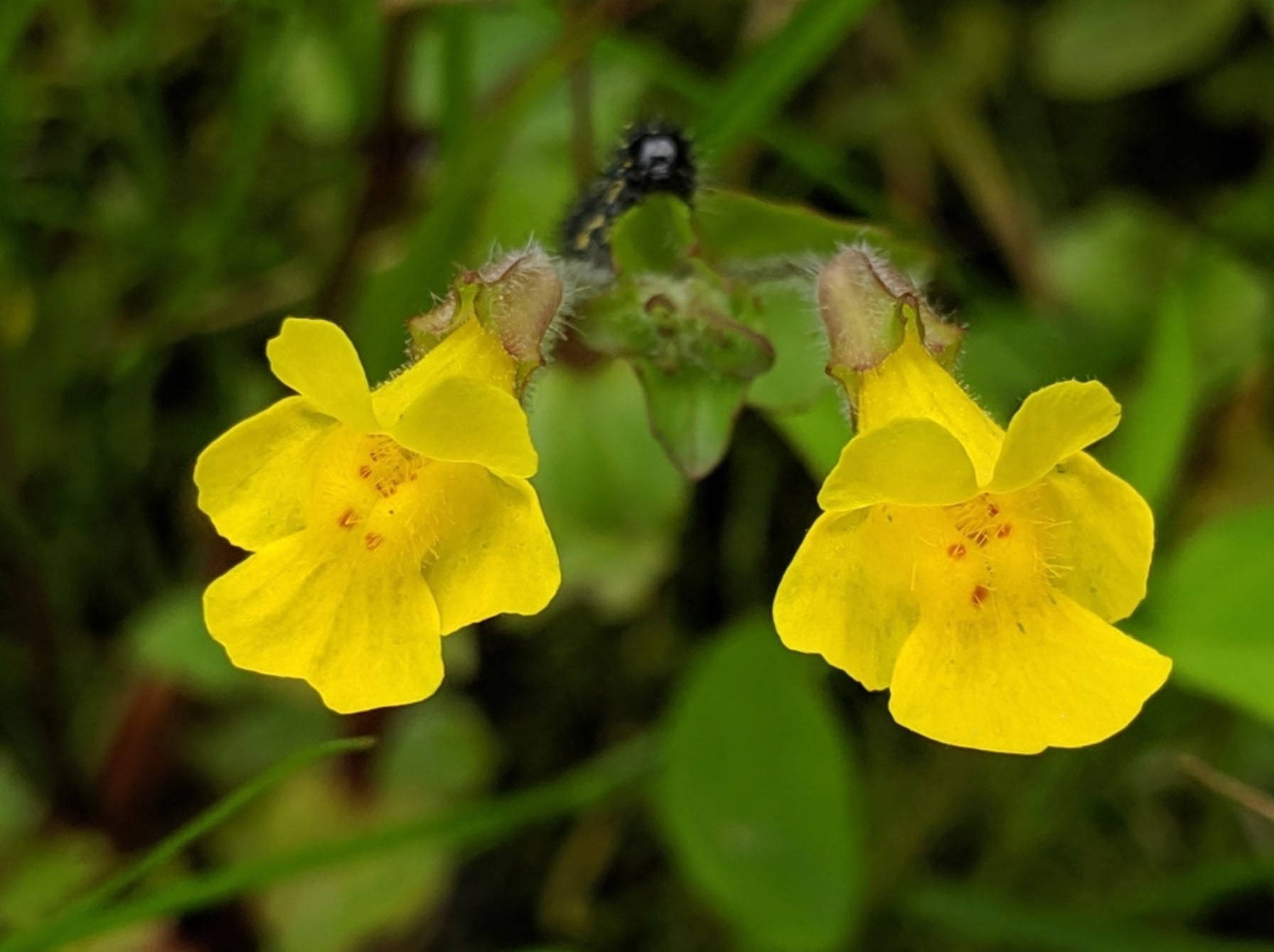 two bright yellow flowers with several petals in the foreground against green leaves