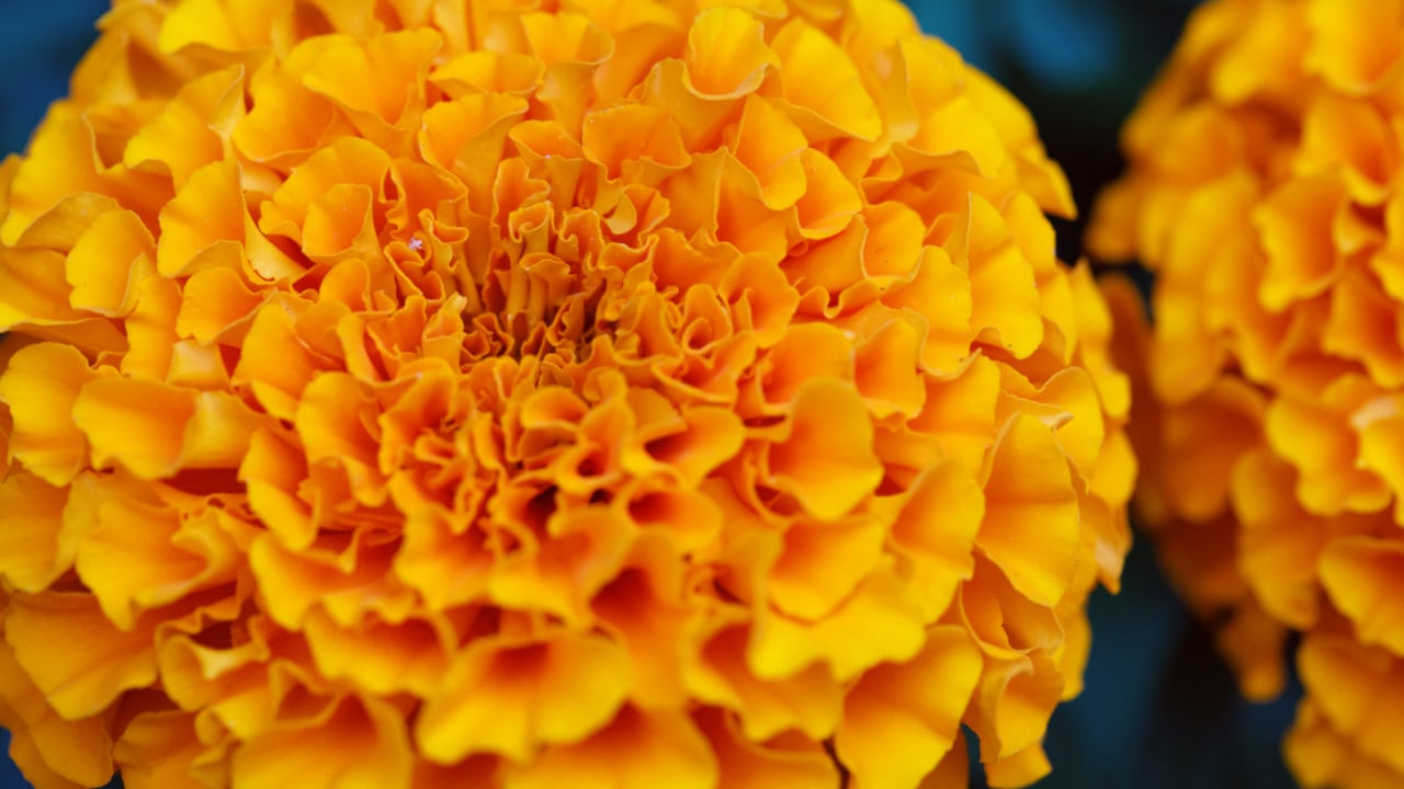 close up image of bright orange marigold flowers