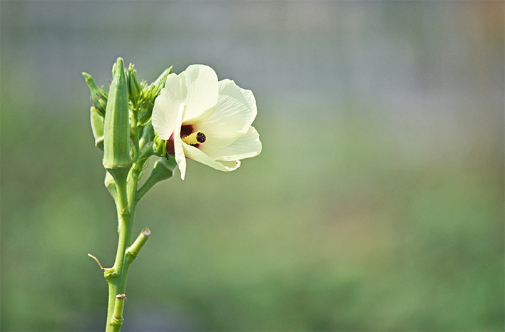 one tall white flower with a dark colored center