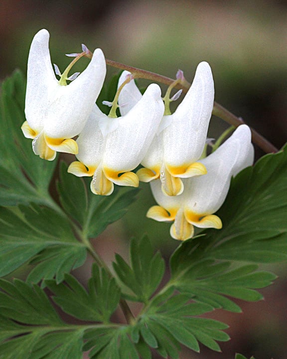 green plant with four tooth-shaped white flowers