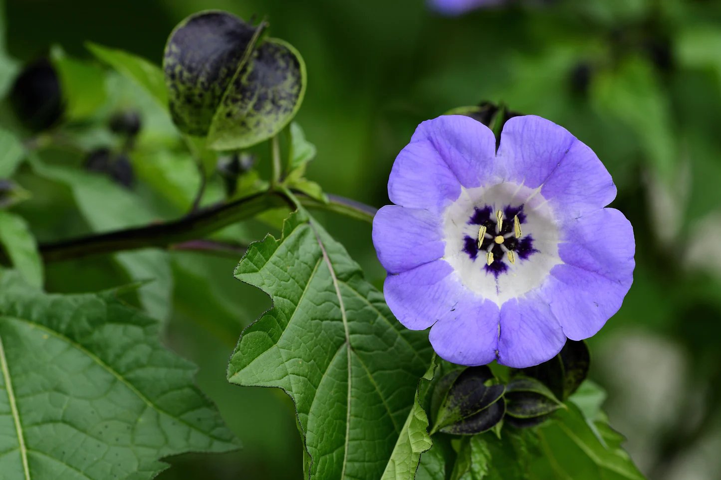 green plant with large leaves with one flower with ten small purple petals and a white and black center