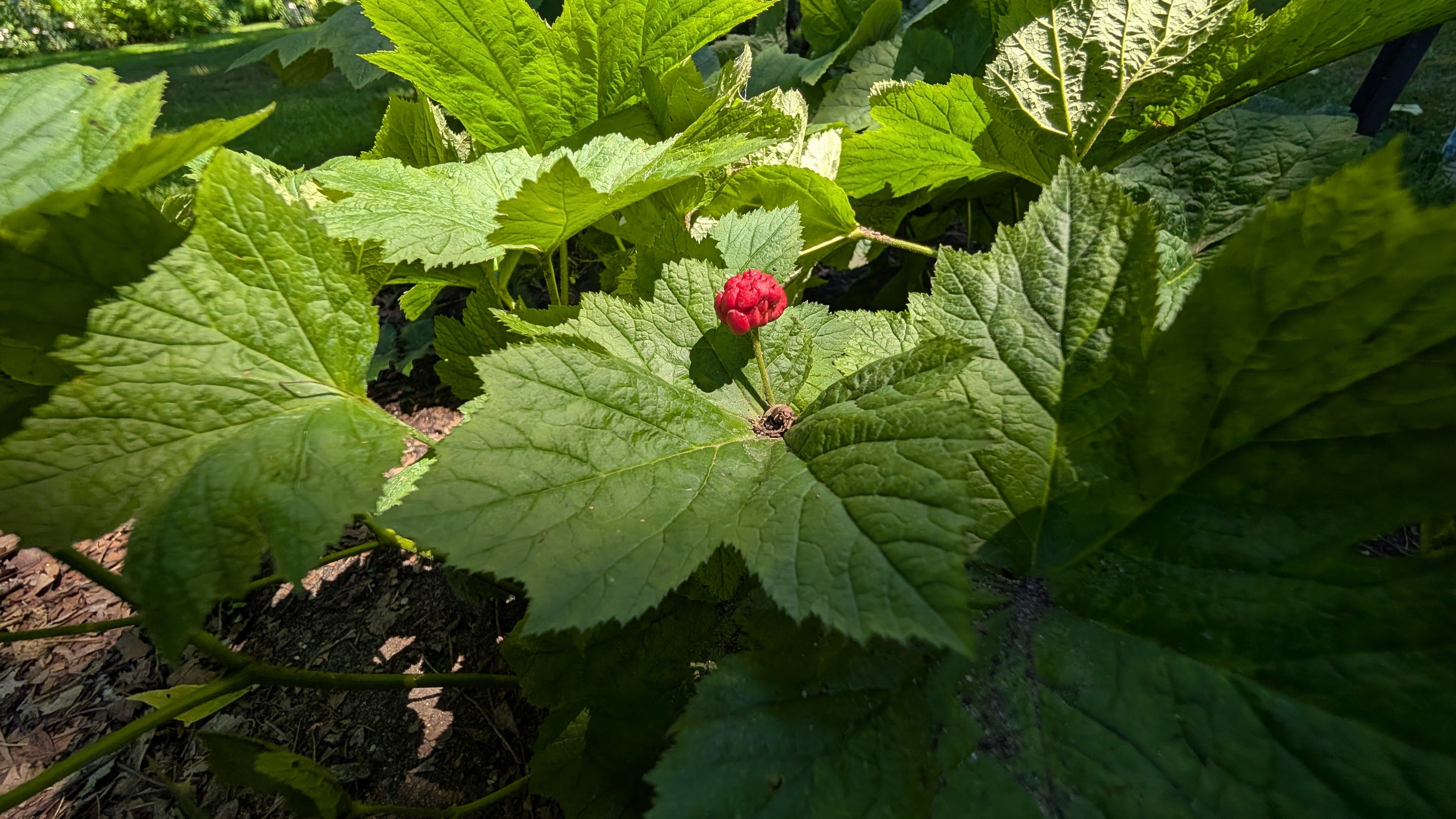 short plants with large green leaves close to the ground with one red berry in the center
