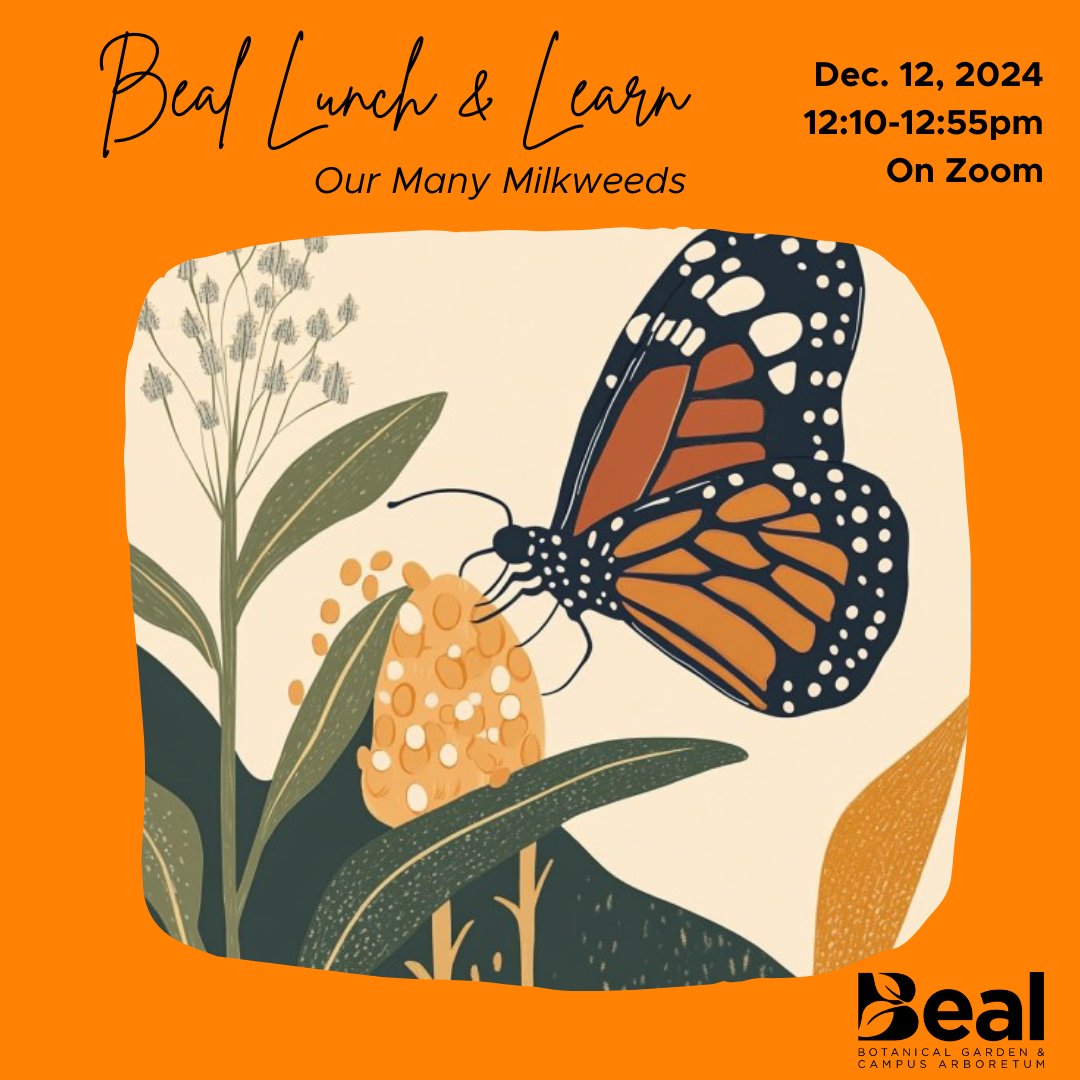 graphic for online lunch and learn program featuring a illustration of a monarch butterfly , text reads: "Beal Lunch and Learn: our many milkweeds, Dec 12, 2024 at 12:10pm On Zoom"
