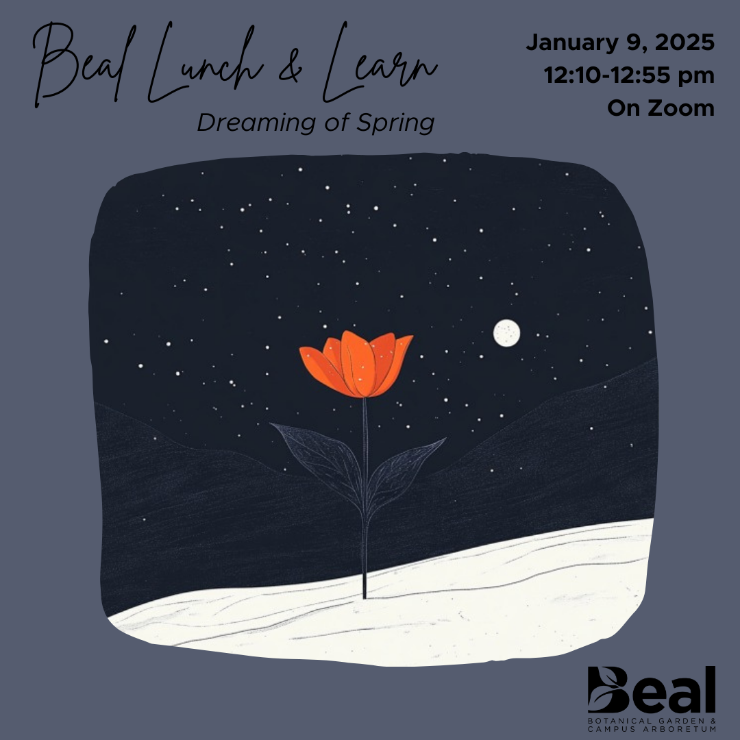 graphic for online lunch and learn program featuring a illustration of a single red flower in the snow, text reads: "Beal Lunch and Learn: Dreaming of Spring, January 9, 2025 at 12:10pm On Zoom"