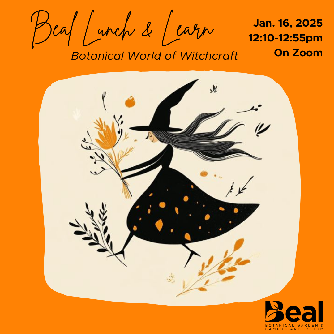 digital graphic of a witch holding a bouquet of flowers, text reads: Beal Lunch and Learn Botanical World of Witchcraft, January 16, 2025 at 12:10pm on zoom