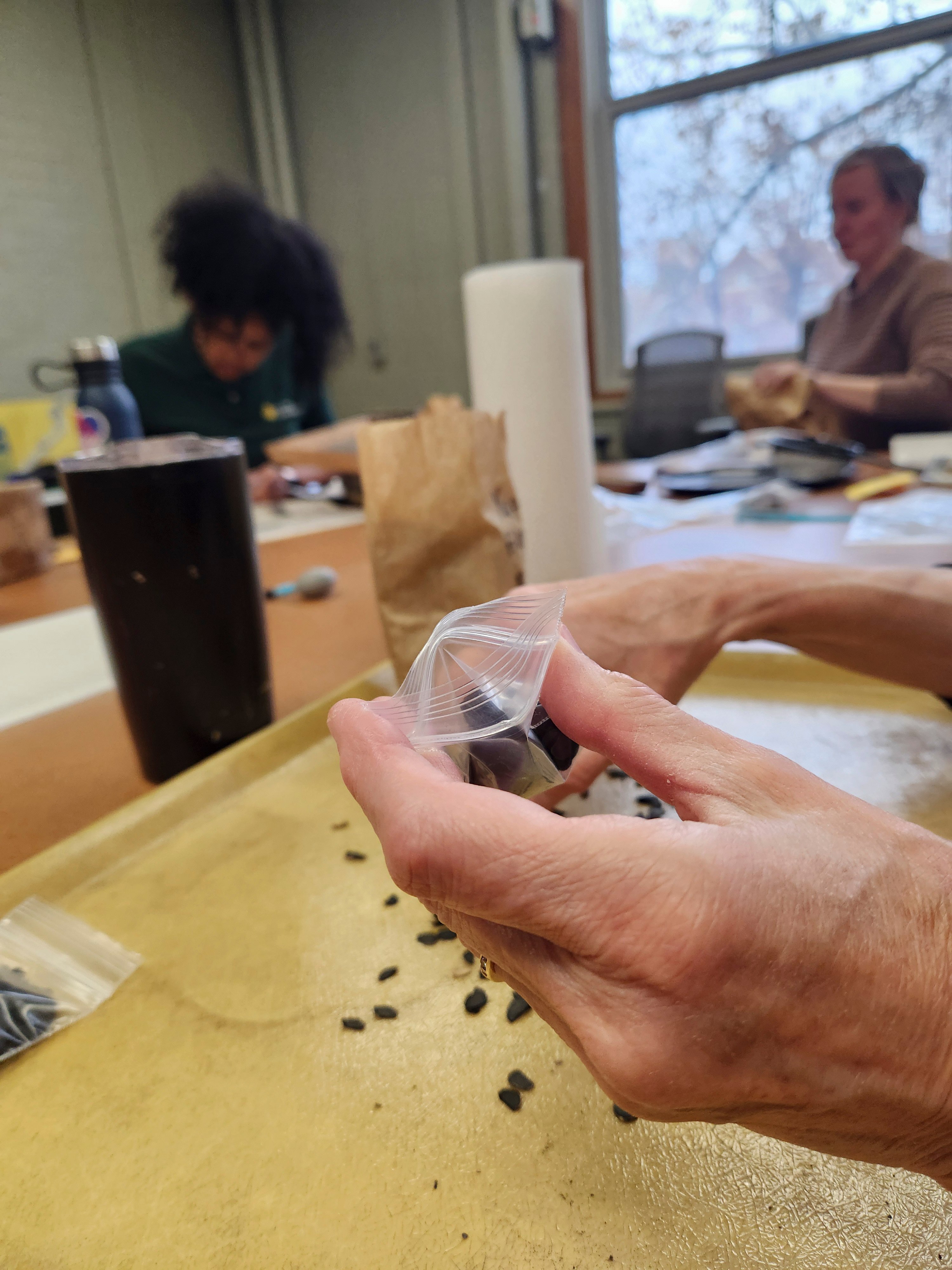 Close up of a person's hands holding a small plastic zip-top bag over a tray full of plant seeds. There are other people in the background bent over the table in concentration.