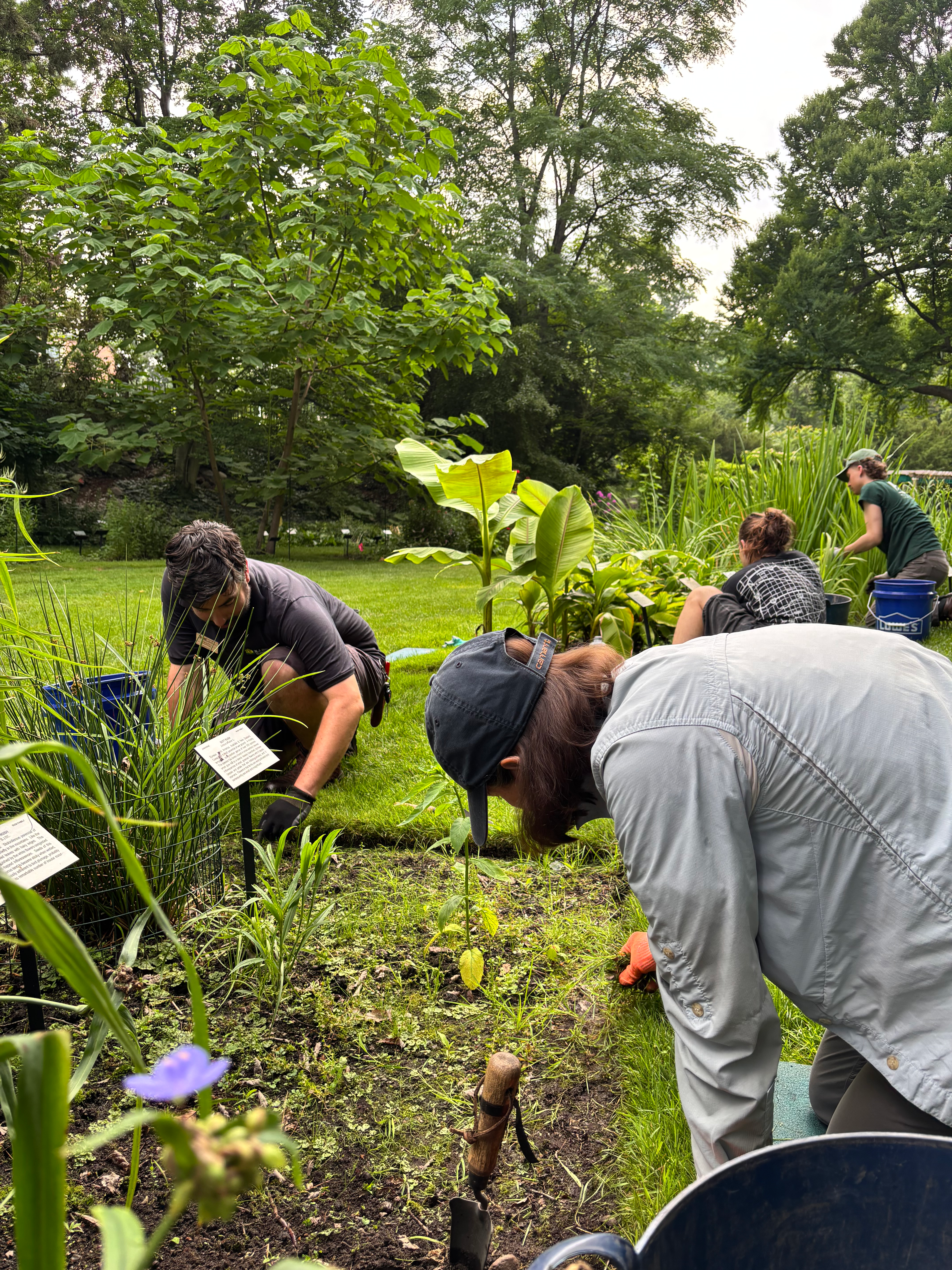 group of people weeding rectangular garden beds in a botanical garden