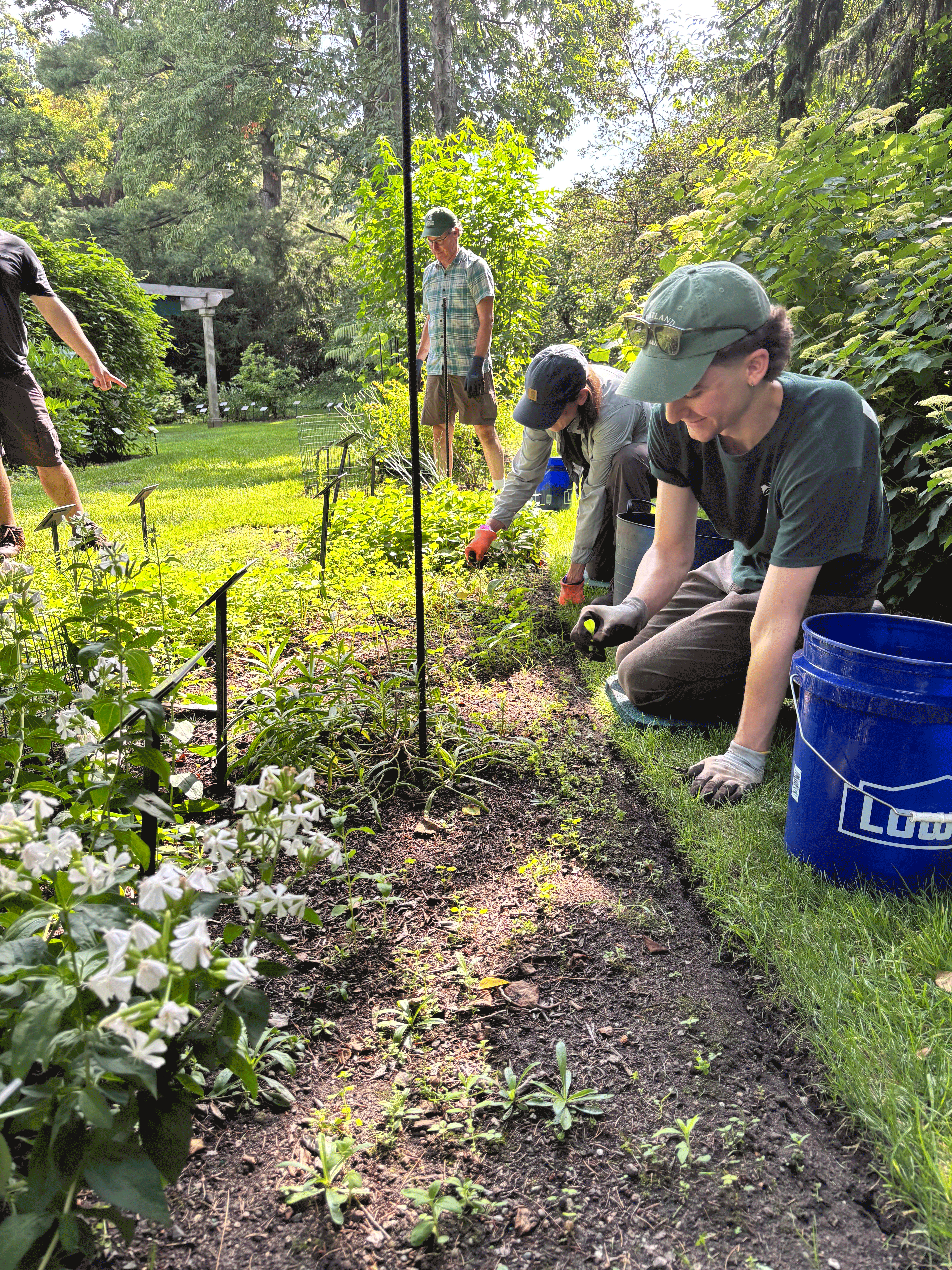 group of people kneeling on the ground weeding a garden bed on a sunny day