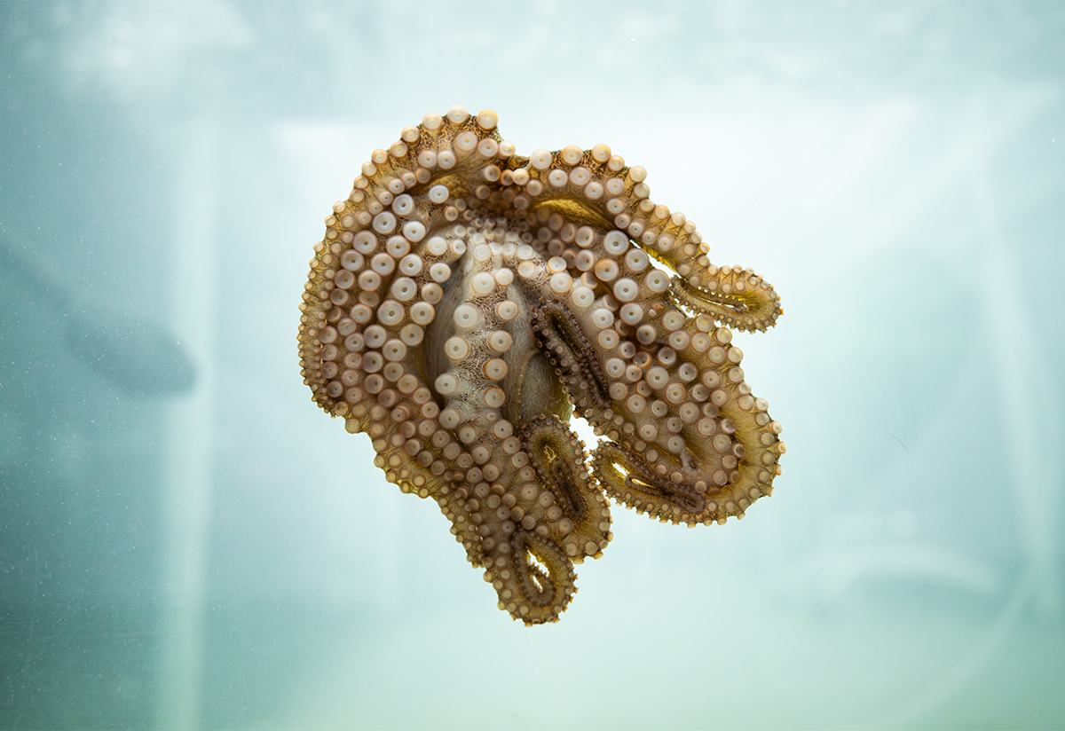 an octopus in underwater in a glass tank