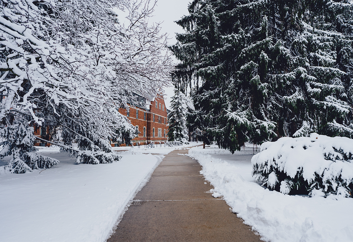 a sidewalk leading to a building is lined with snow covered trees
