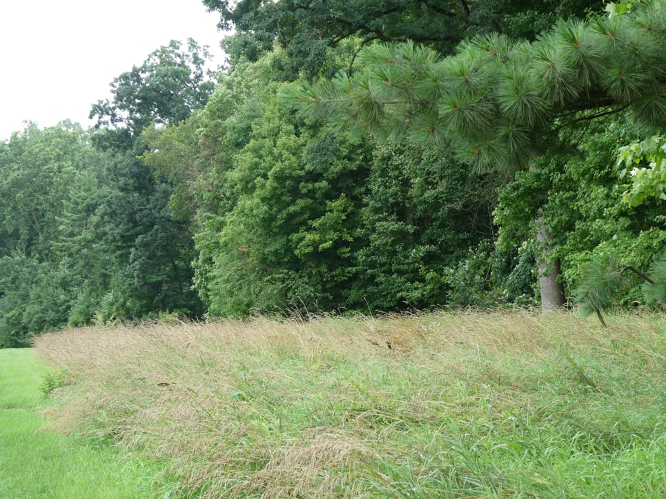 Baker Woodlot, east side, near 2 entrance