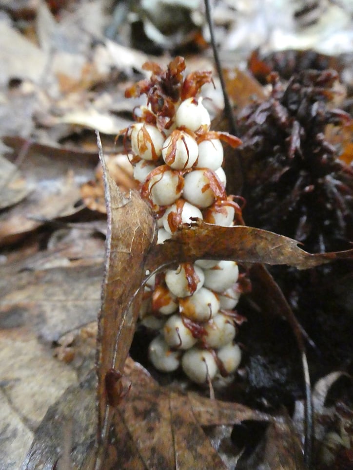 Conopholis americana, Cancer Root, Bear Cone