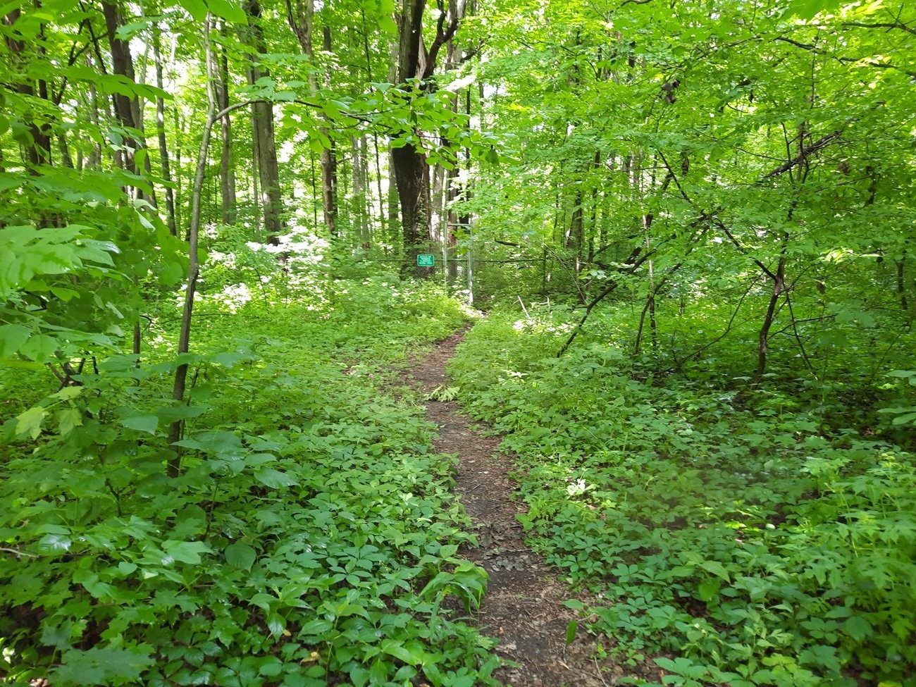Baker Woodlot, Entrance 3, ZigZag, picture 2