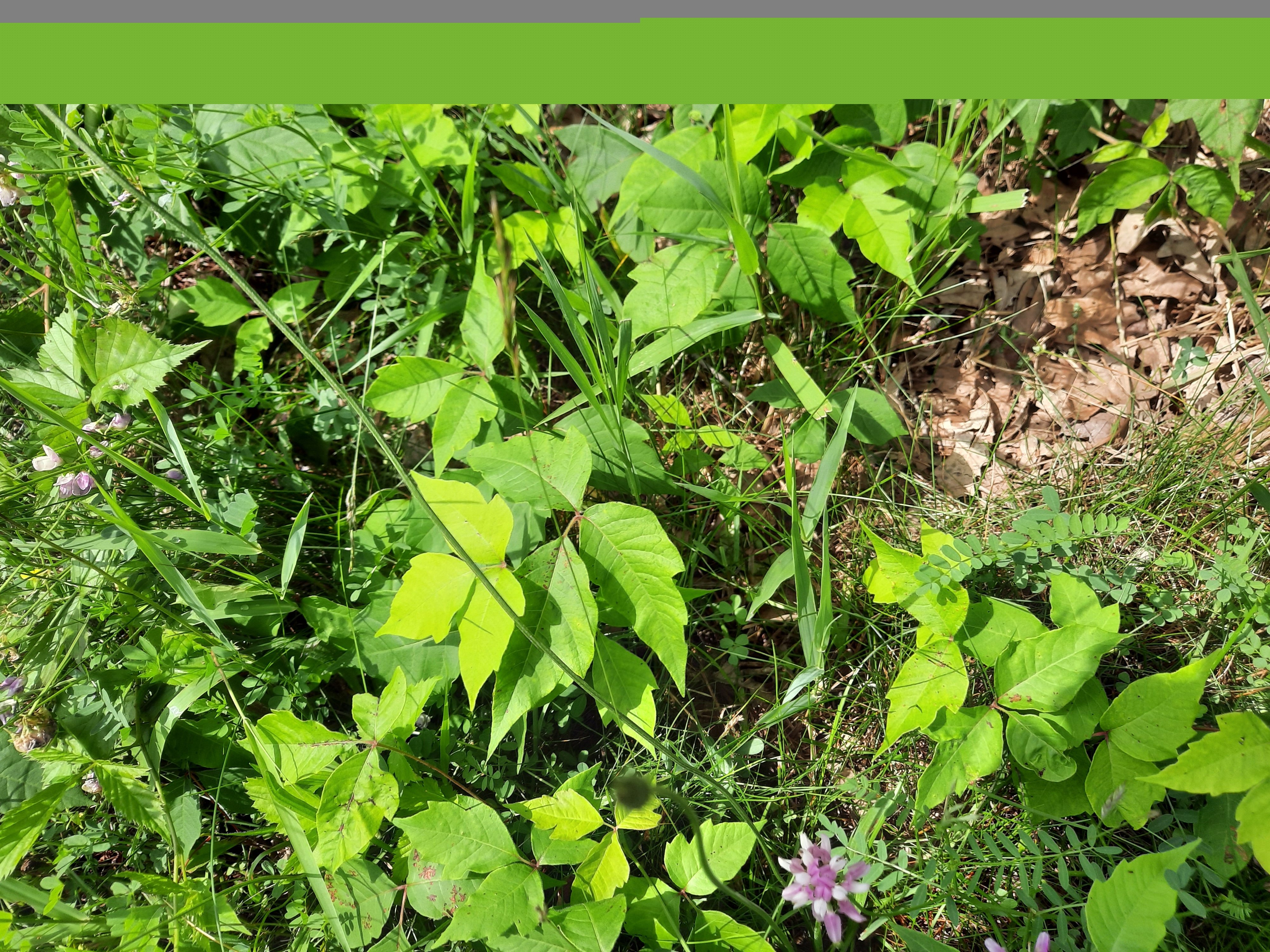 Baker Woodlot, Poison Ivy