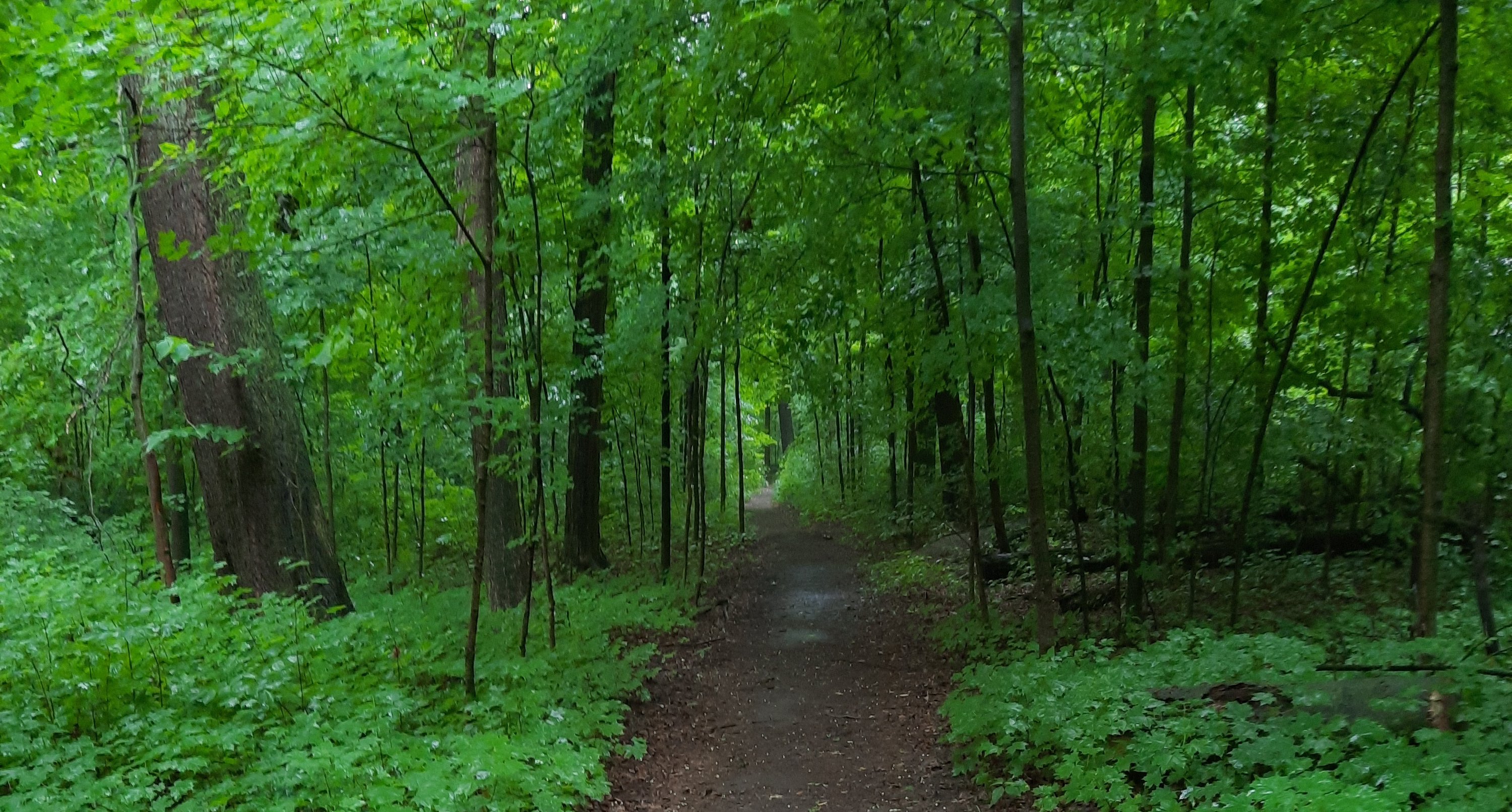 Trail in Baaker Woodlot