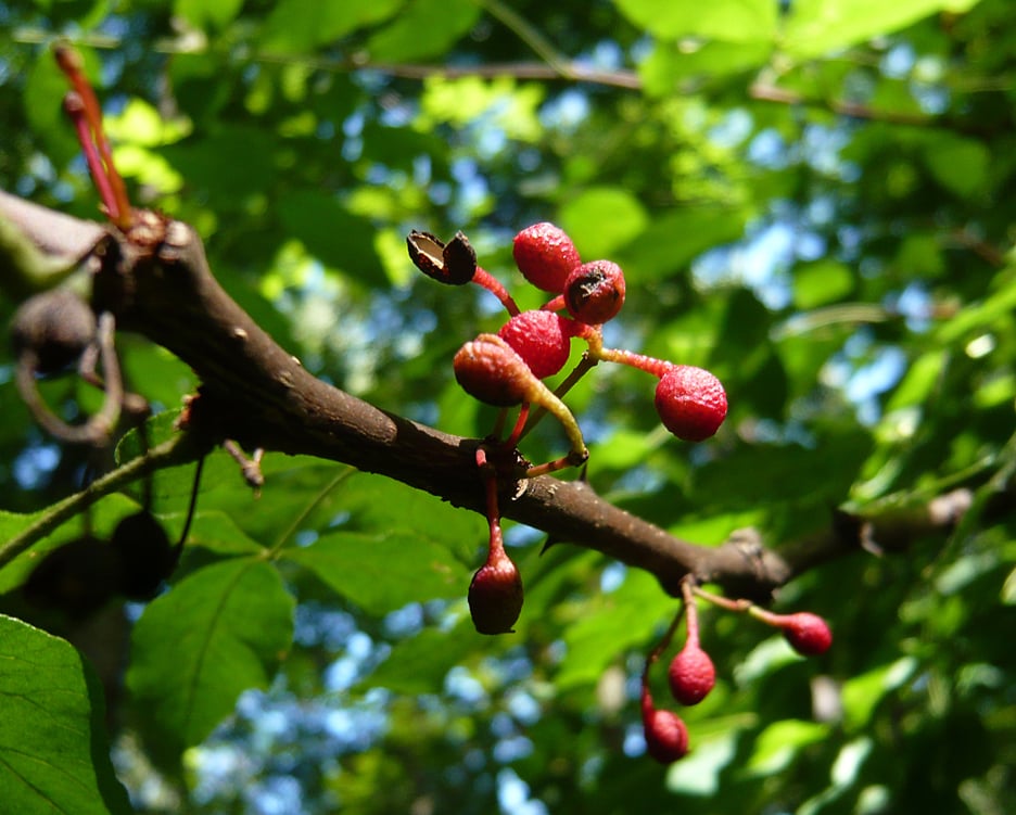 Zanthoxyl americanum, Prickly Ash, Yellow Wood