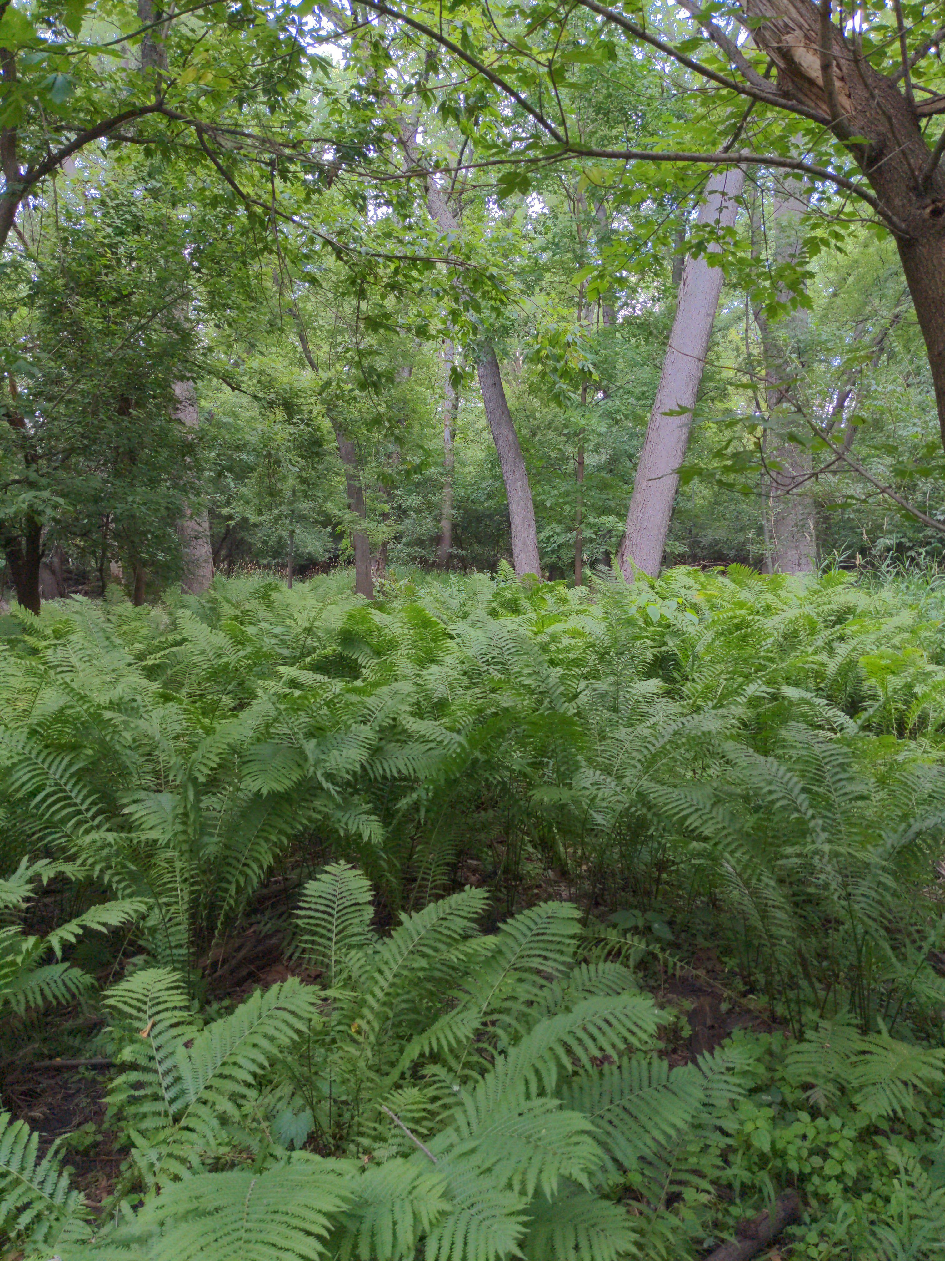 Matteuccia_struthiopteris_Ostrich_Fern_creditChansler_rotated_3024x4032