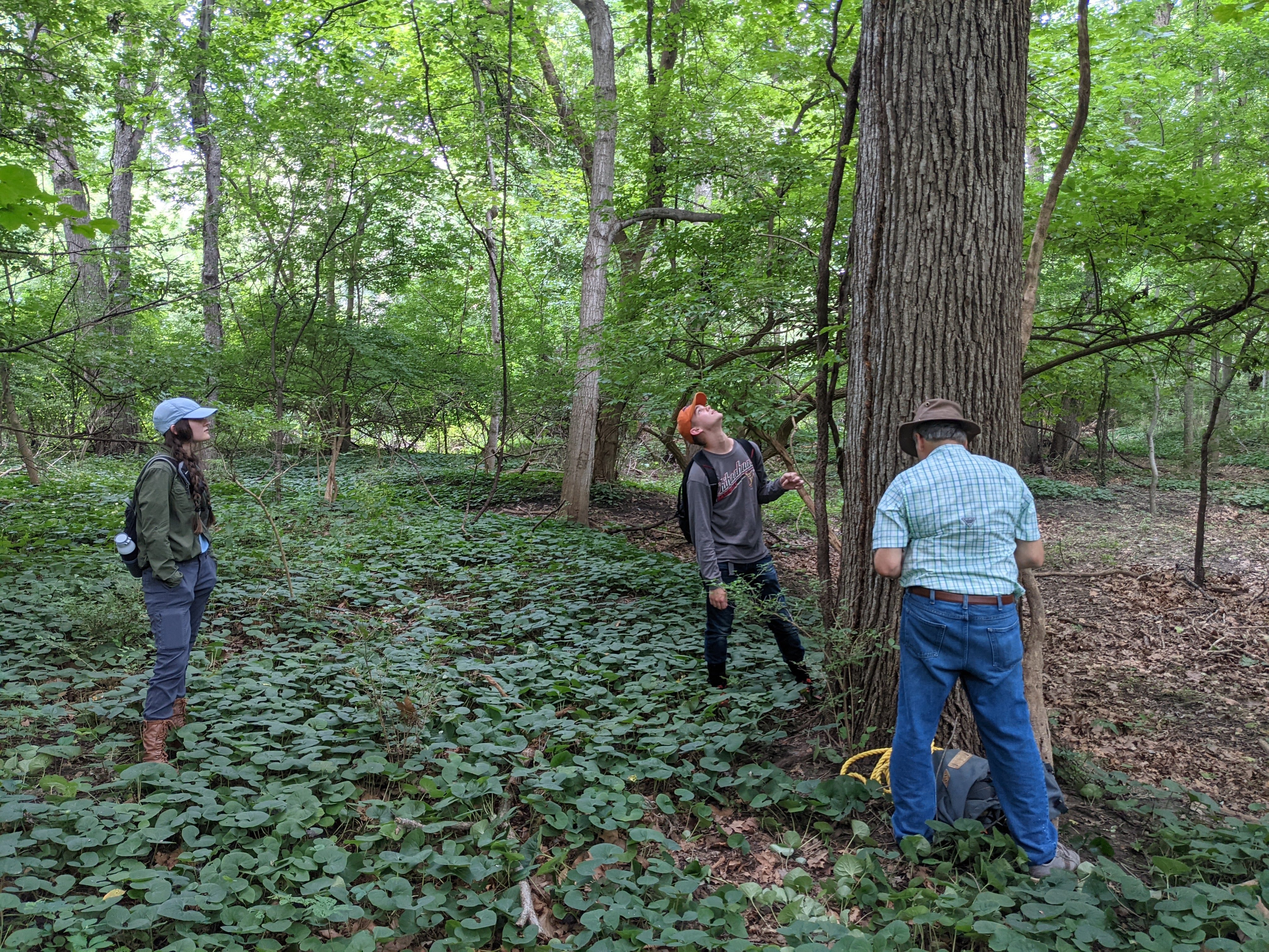 Coring tree, Alison Staelgraeve, Jack Haynes, Frank Telewski