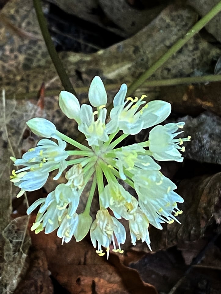 Allium tricoccum, Wild Leek flower