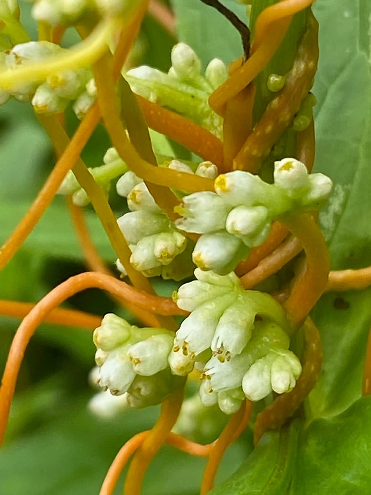 Cuscuta_gronovii, Common Dodder flower