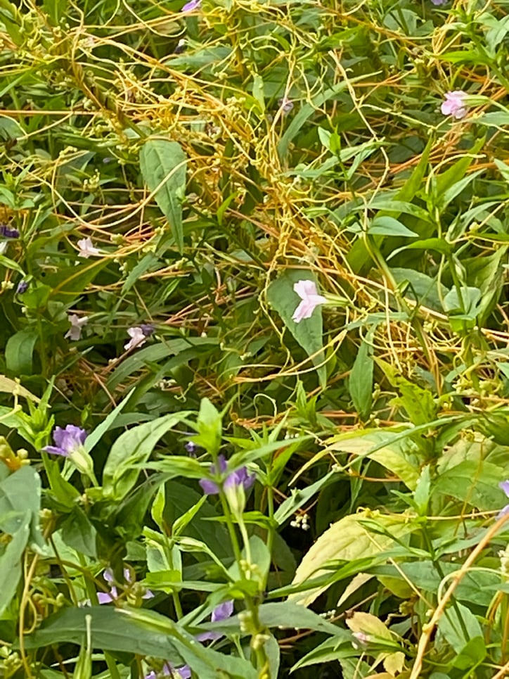 Cuscuta gronovii, Common Dodder, on Mimulus ringens, Allegheny monkey flower