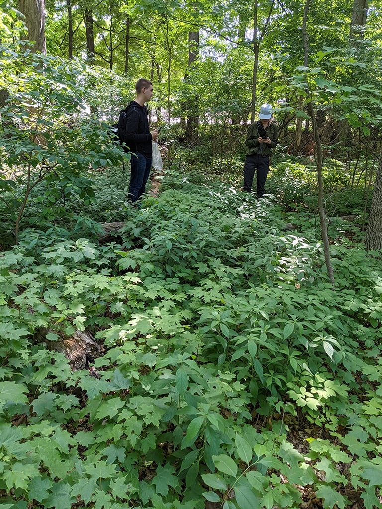 Documenting Hybanthus, Jack Haynes, Alison Staelgraeve