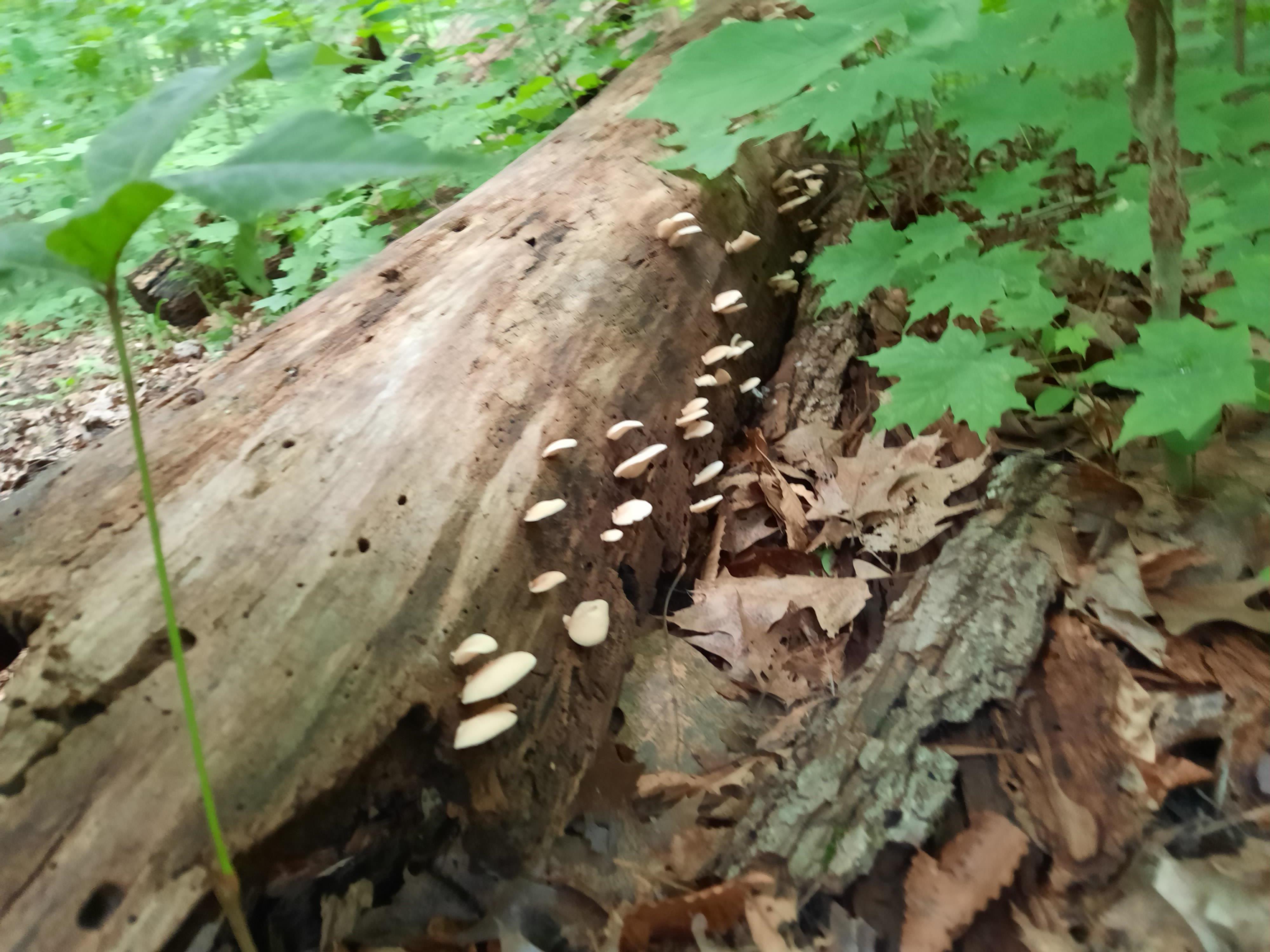 Log with fungus
