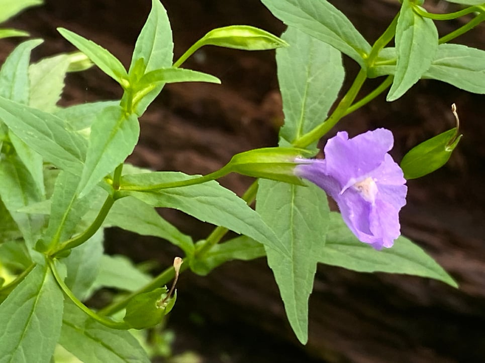Mimulus ringens, Allegheny Monkey Flower, flower
