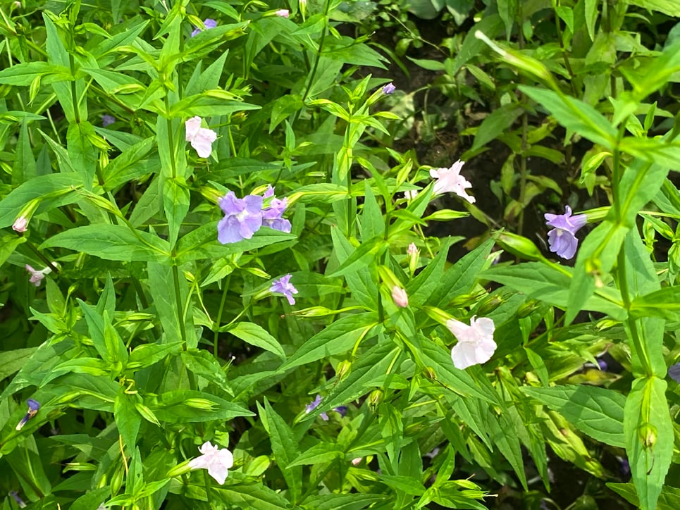 Mimulus ringens, Allegheny monkey flower