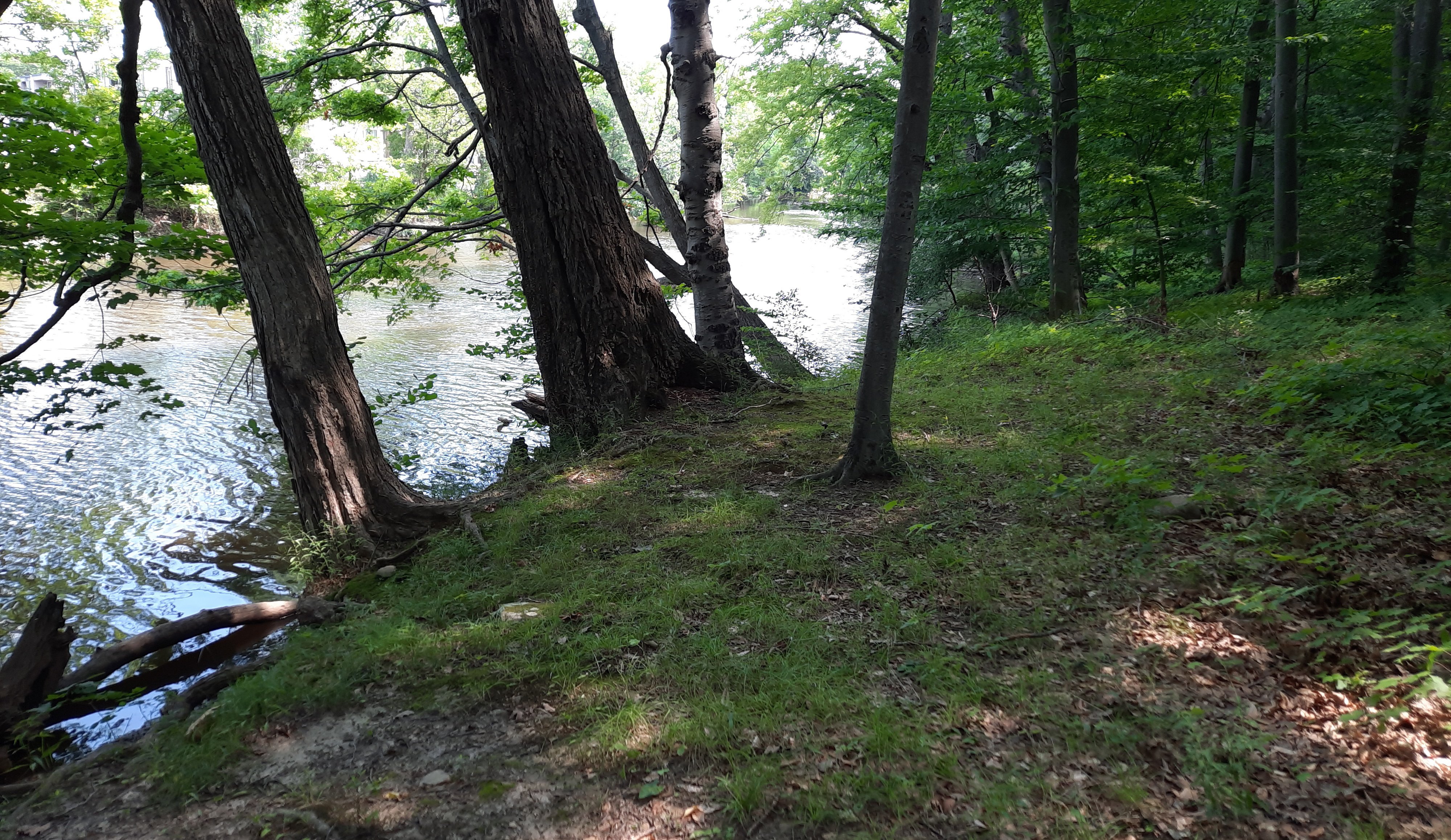 river_bank_jlw_20210729_113633_cropped_4000x2316