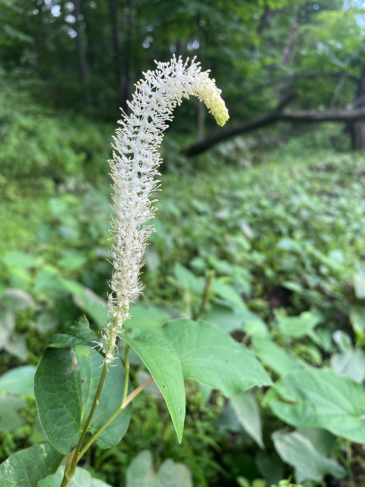 Saururus_cornuus, Lizzard's Tail flower